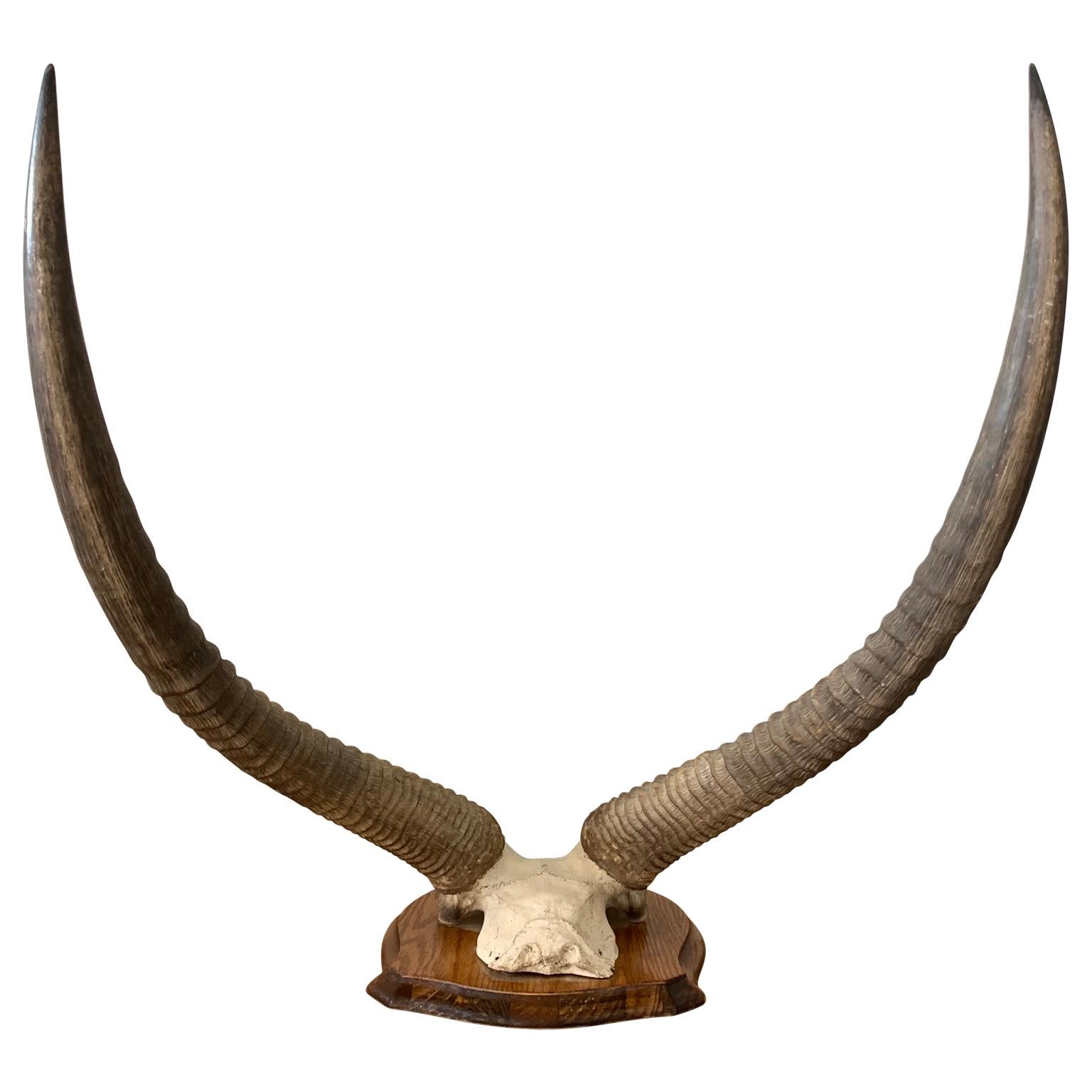 20th Century Vintage Antelope Antlers Mounted on Shield Shaped Plaque