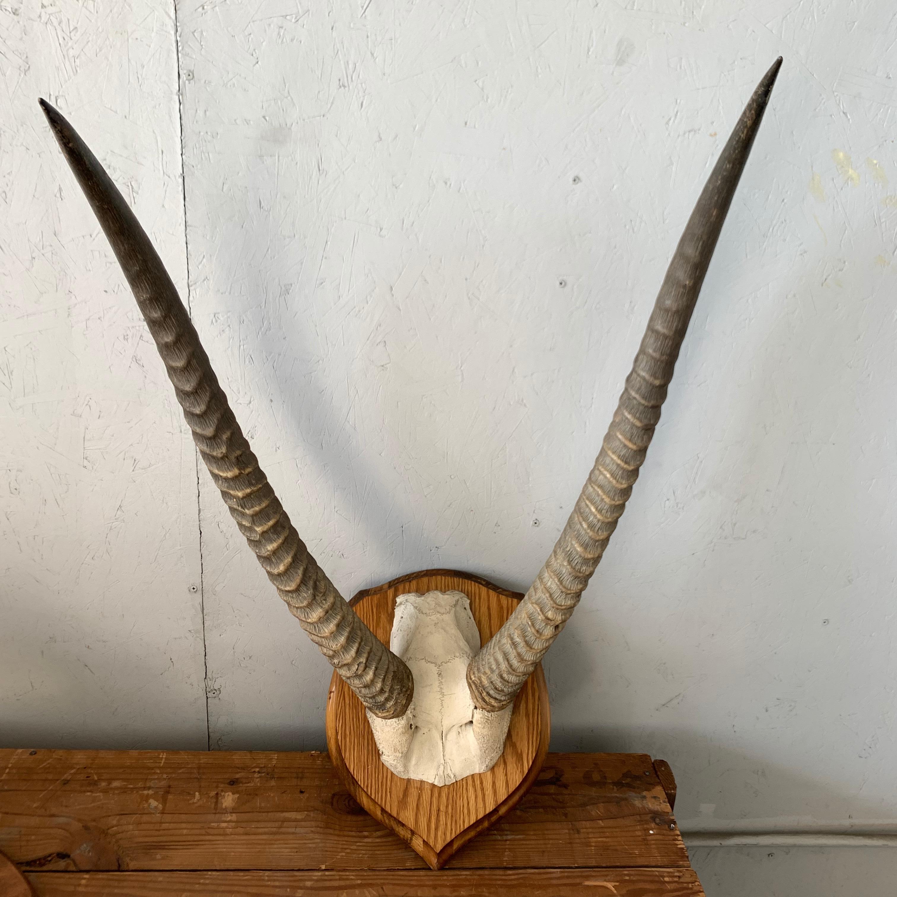 Vintage Antelope Antlers Mounted on Shield Shaped Plaque 3