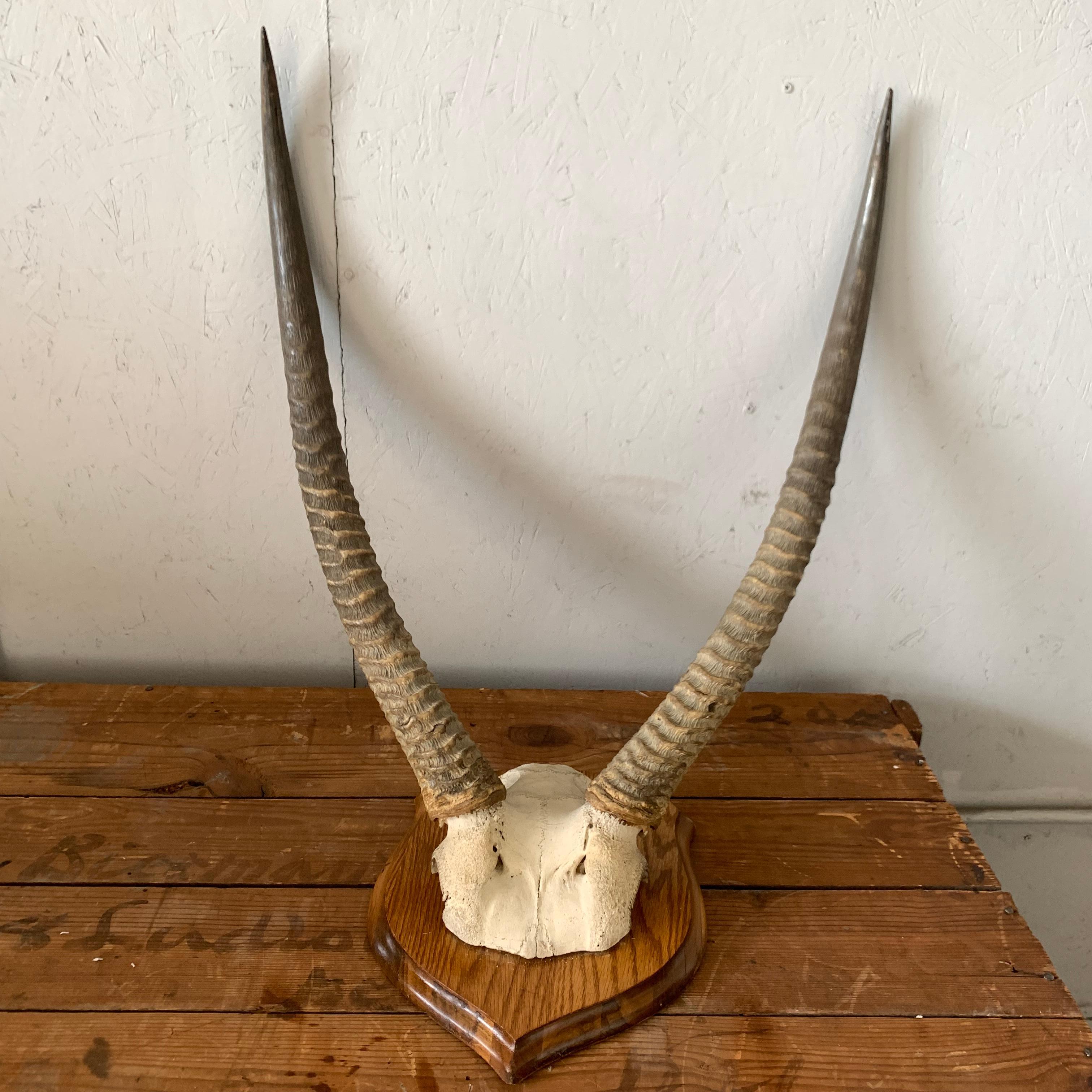 Vintage Antelope Antlers Mounted on Shield Shaped Plaque 4