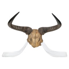 Vintage Antelope Skull On Stand