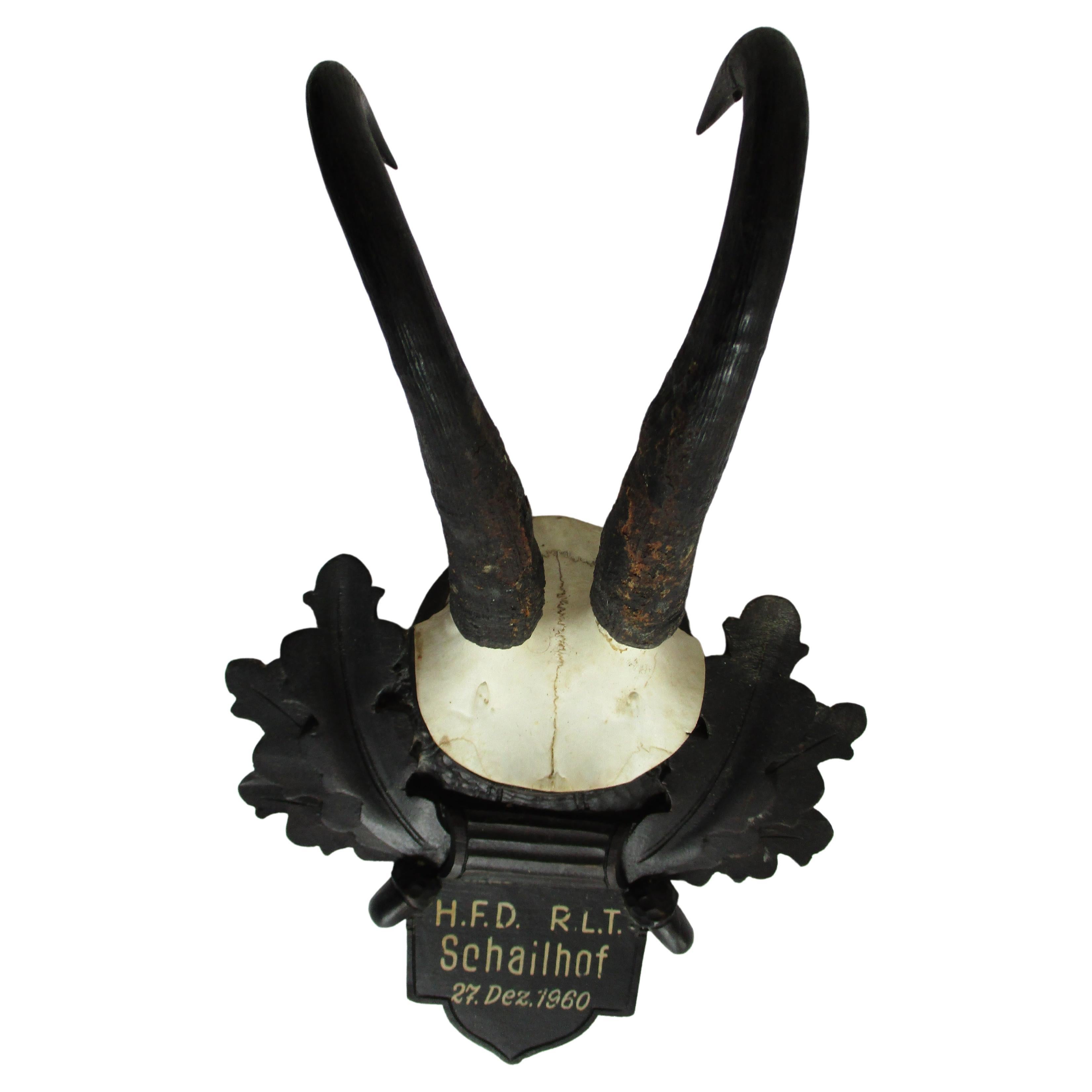 Taxidermie ancienne de Chamois 1960 en vente