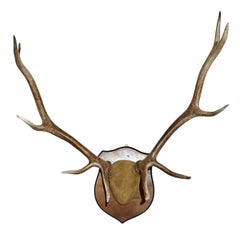 Vintage Antler Rack Mounted