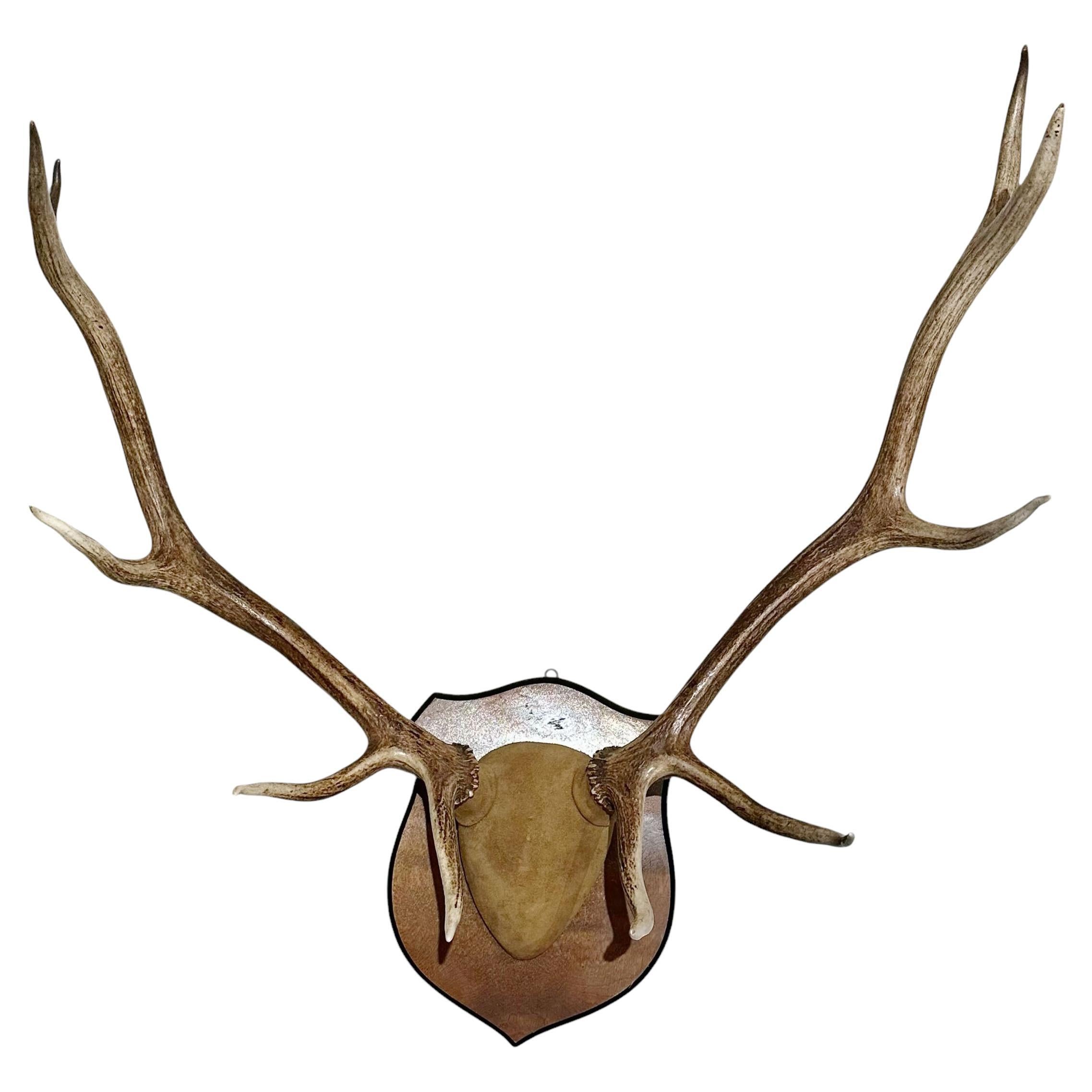 Vintage Antler Rack Mounted