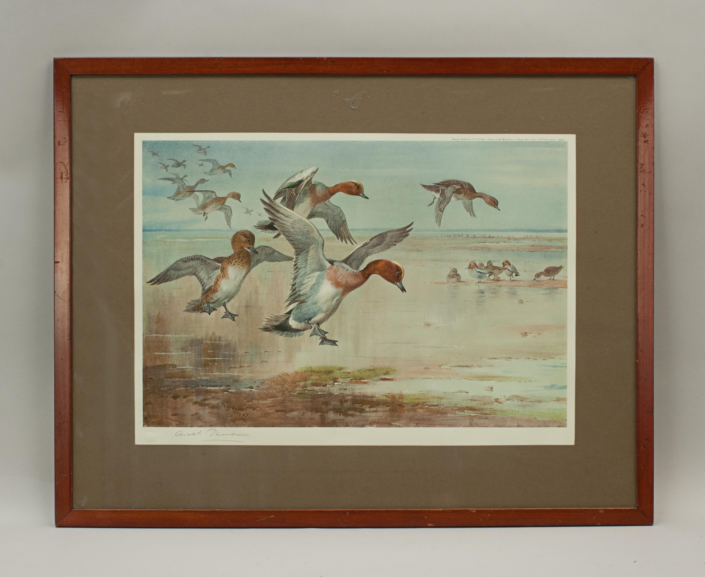 Signed wildfowl print by Archibald Thorburn.
A framed wildfowl collotype print by Archibald Thorburn titled 'Widgeon Alighting', signed in pencil by the artist and with Fine Art Trade Guild blind stamp. Copyright Published 1927 by W.F. Embleton