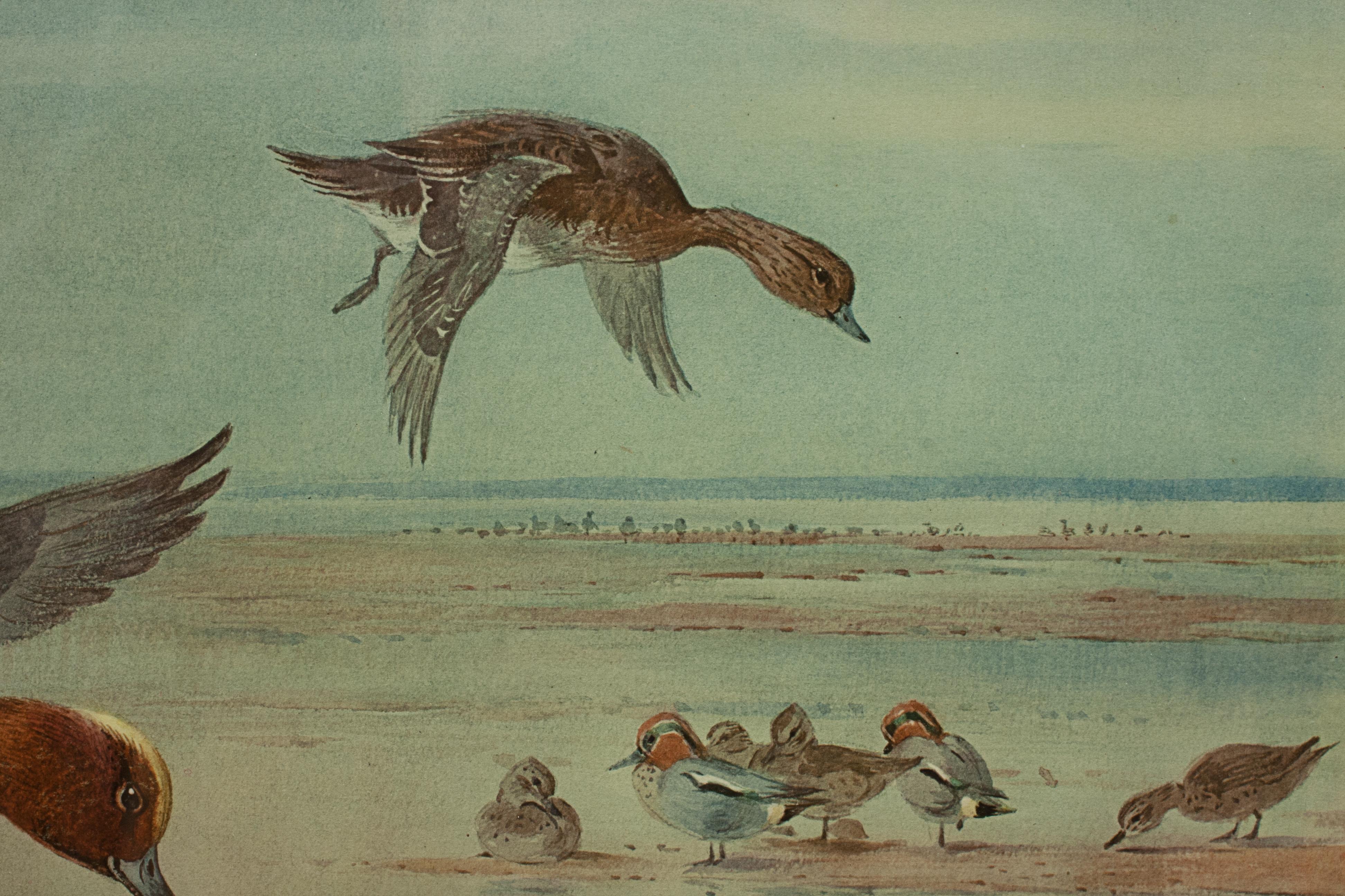 Early 20th Century Vintage Archibald Thorburn Print, Widgeon Alighting, Hunting Print For Sale