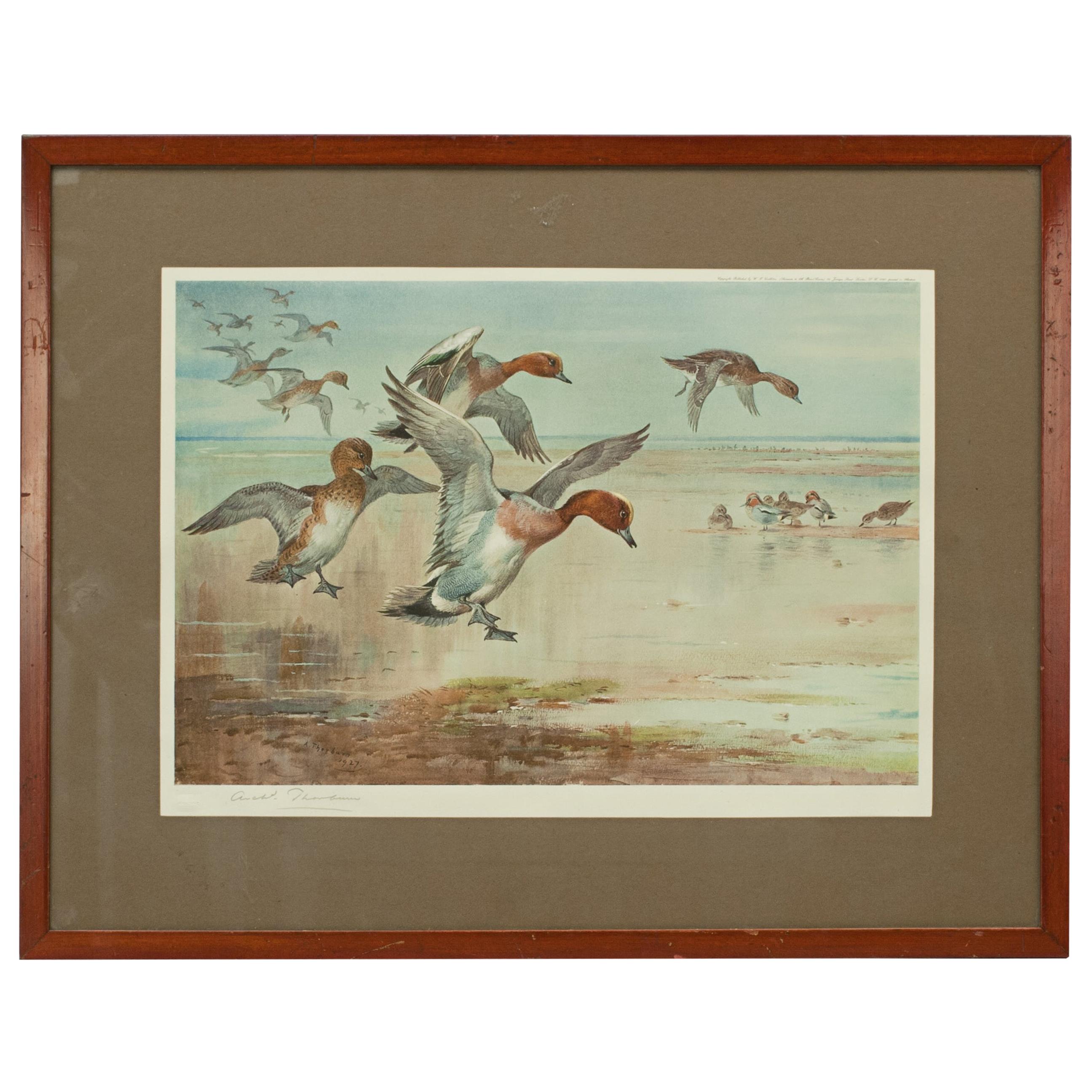 Vintage Archibald Thorburn Print, Widgeon Alighting, Hunting Print