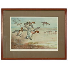 Impression vintage Archibald Thorburn, Widgeon Alighting, Impression de chasse