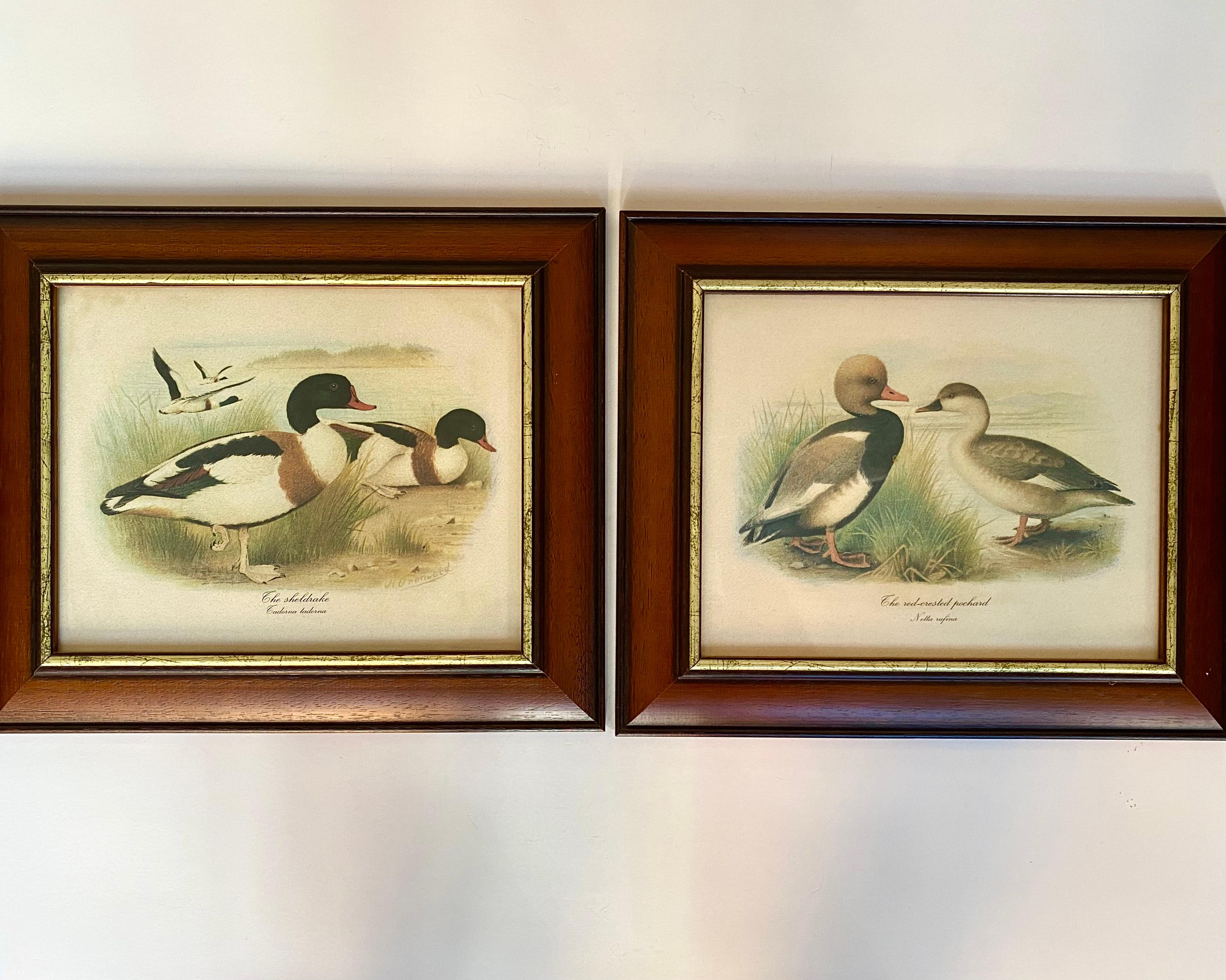 A charming set of 2 wall hangings featuring a different type of duck bird.

Birds: the red crested pochard, sheldrake.

They are pictured in their natural habitat of grassy water so most likely a pond or a river. The frames are wooden with