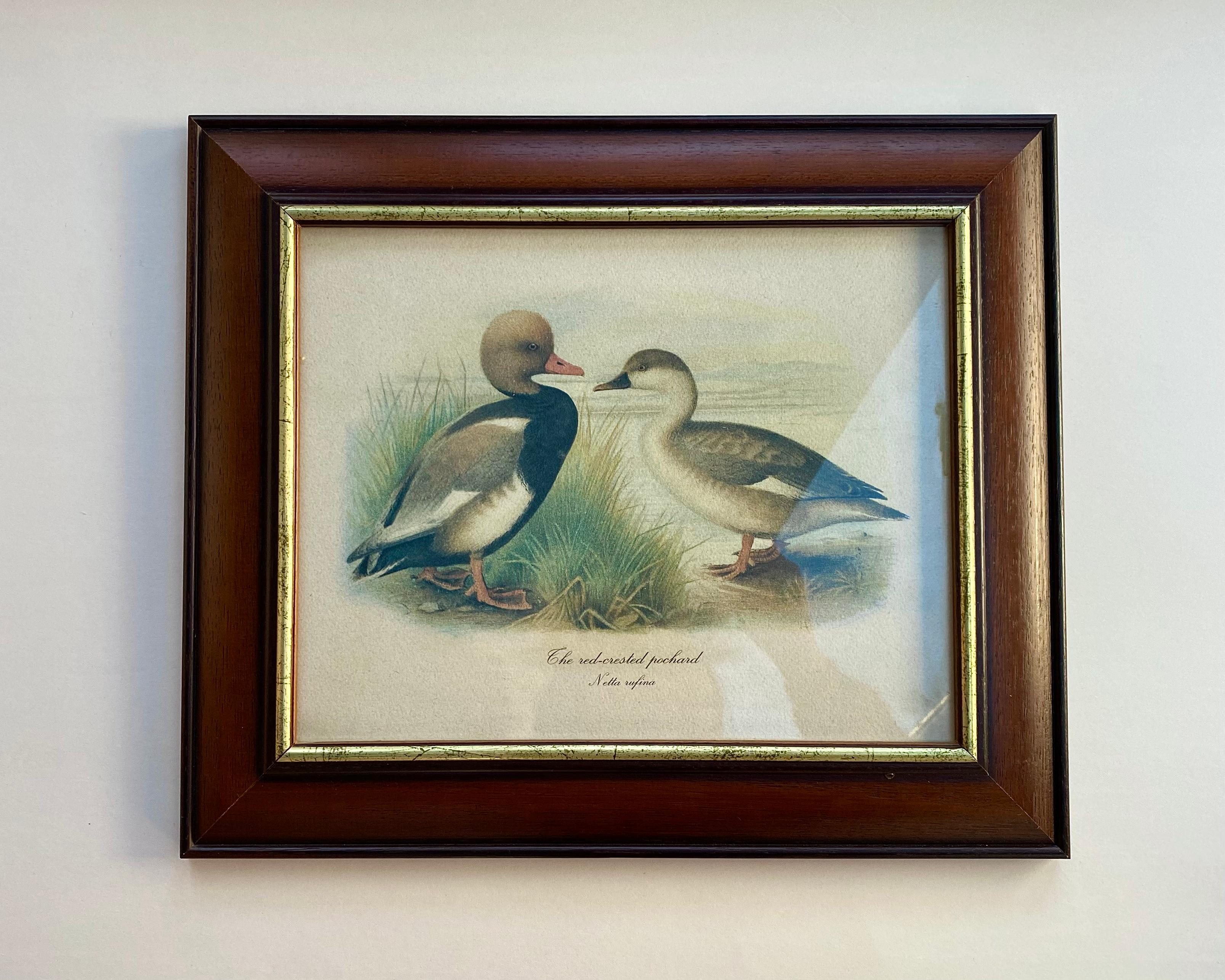Art Vintage Paire d'estampes de canards 1980 Signée et encadrée Belgique années 1980 en vente 2