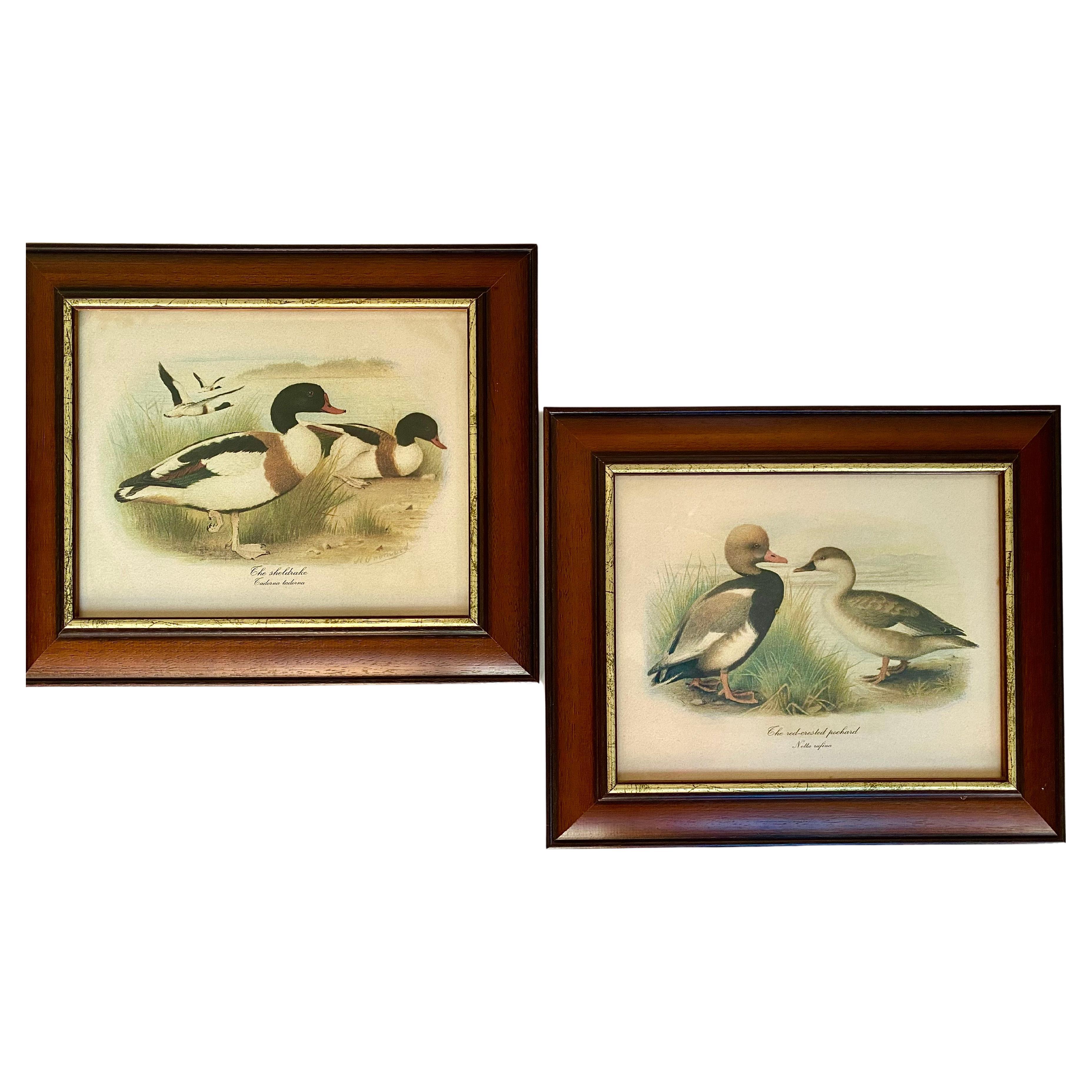 Art Vintage Paire d'estampes de canards 1980 Signée et encadrée Belgique années 1980