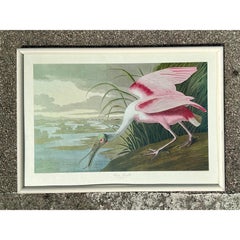 Stampa Audubon d'epoca della spatola rosa