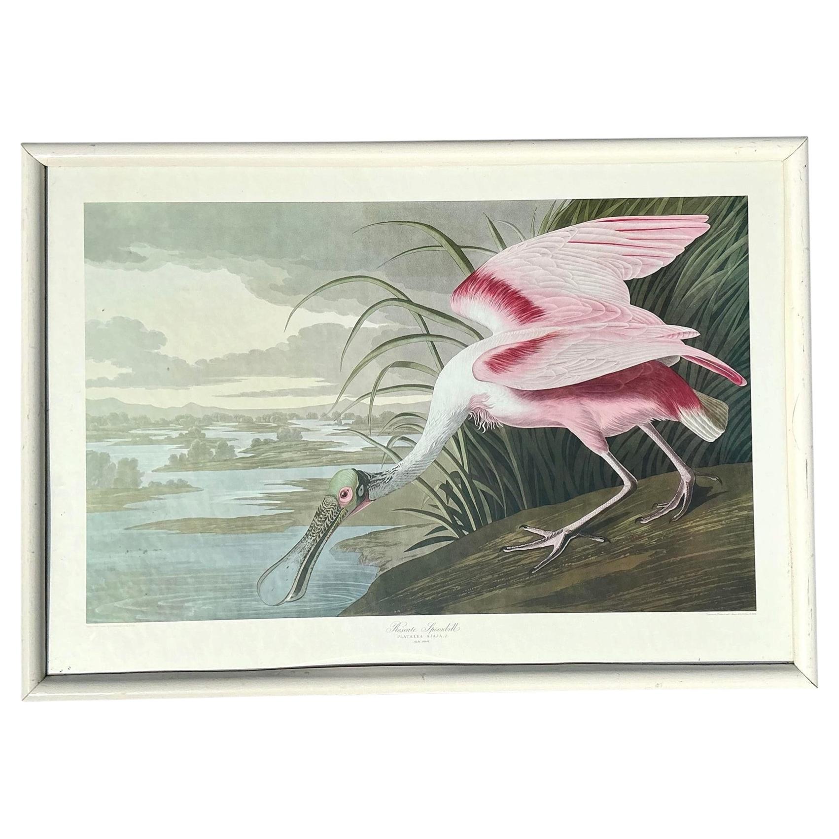 Vintage Audubon Print of Pink Spoonbill