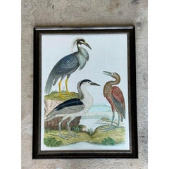Vintage Audubon Print of Three Birds