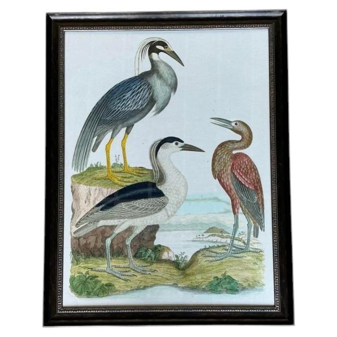 Vintage Audubon Print of Three Birds