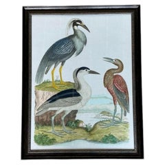 Vintage Audubon Print of Three Birds