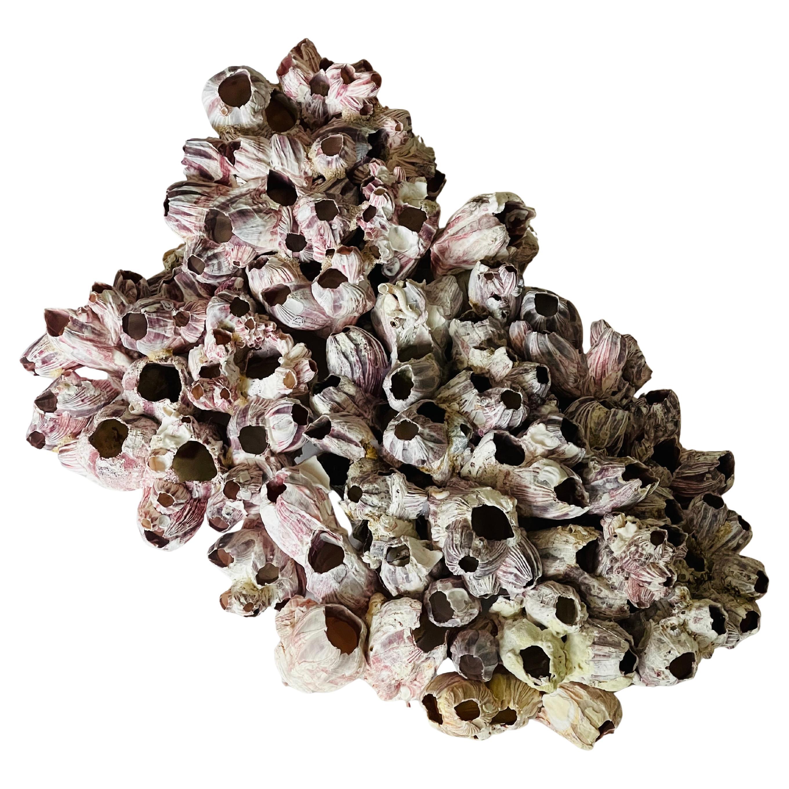 Vintage Cluster di Barnacle Sra Shell Eall Scultura Specimen Naturale