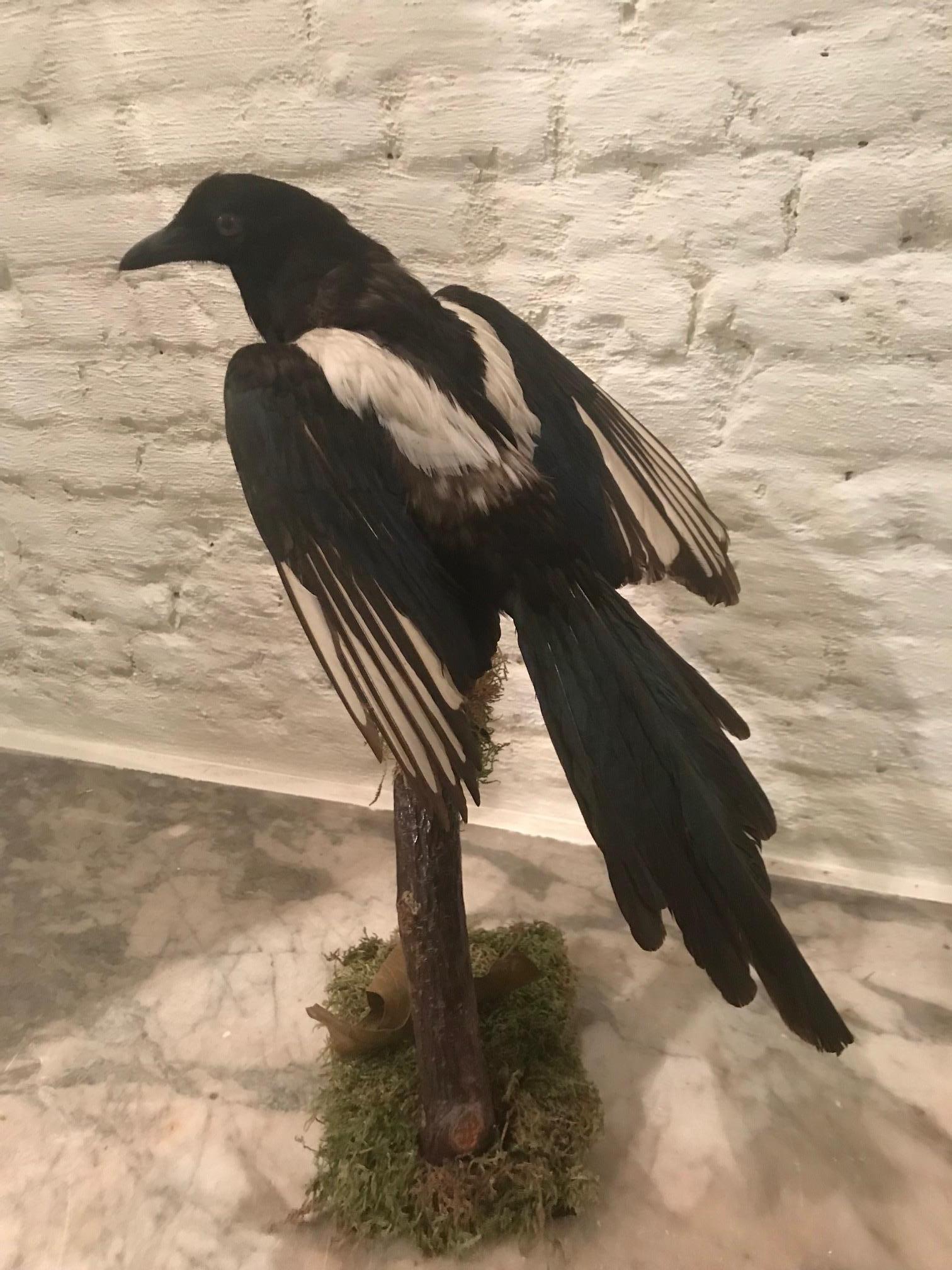 A vintage Belgian taxidermy Ekster (in flemish) Magpie bird. In overall good condition with beautiful iridescent feathers.
Please note that we do not ship taxidermy to the USA, if you are in the USA please contact a 1stdibs representative for