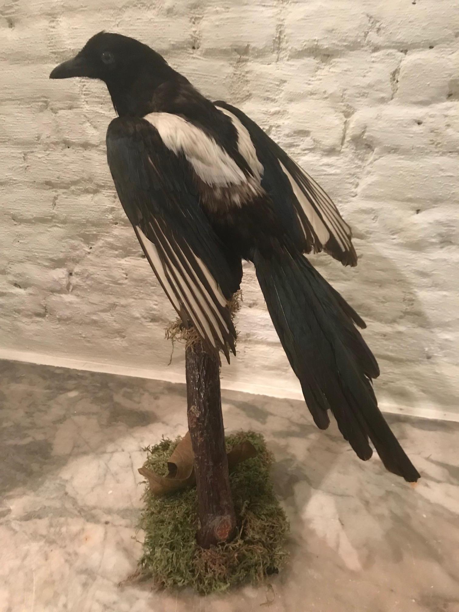 Vintage Belgian Taxidermy Ekster 'Magpie' Bird For Sale 1