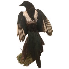 Vintage Belgian Taxidermy Ekster 'Magpie' Bird