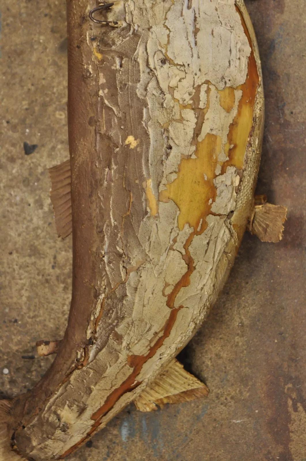 Große große Regenbogenhose Wandhalterung Taxidermie Real Skin Wanddekor, Vintage 4