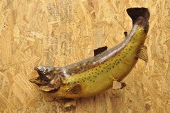 Vintage Big Mouth Rainbow Trout Wall Mount Taxidermy Real Skin Wall Decor