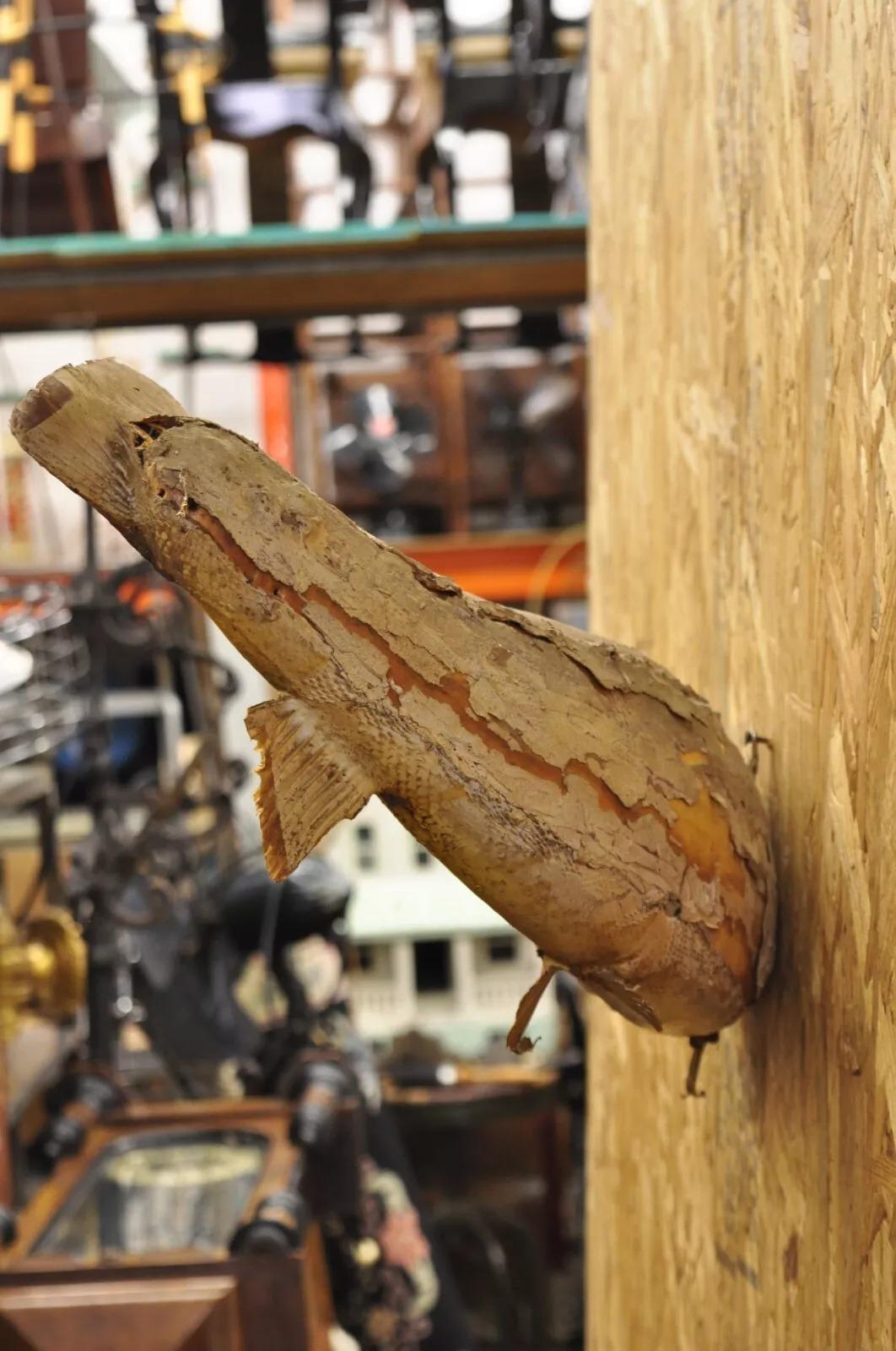 Große große Regenbogenhose Wandhalterung Taxidermie Real Skin Wanddekor, Vintage (Unbekannt)