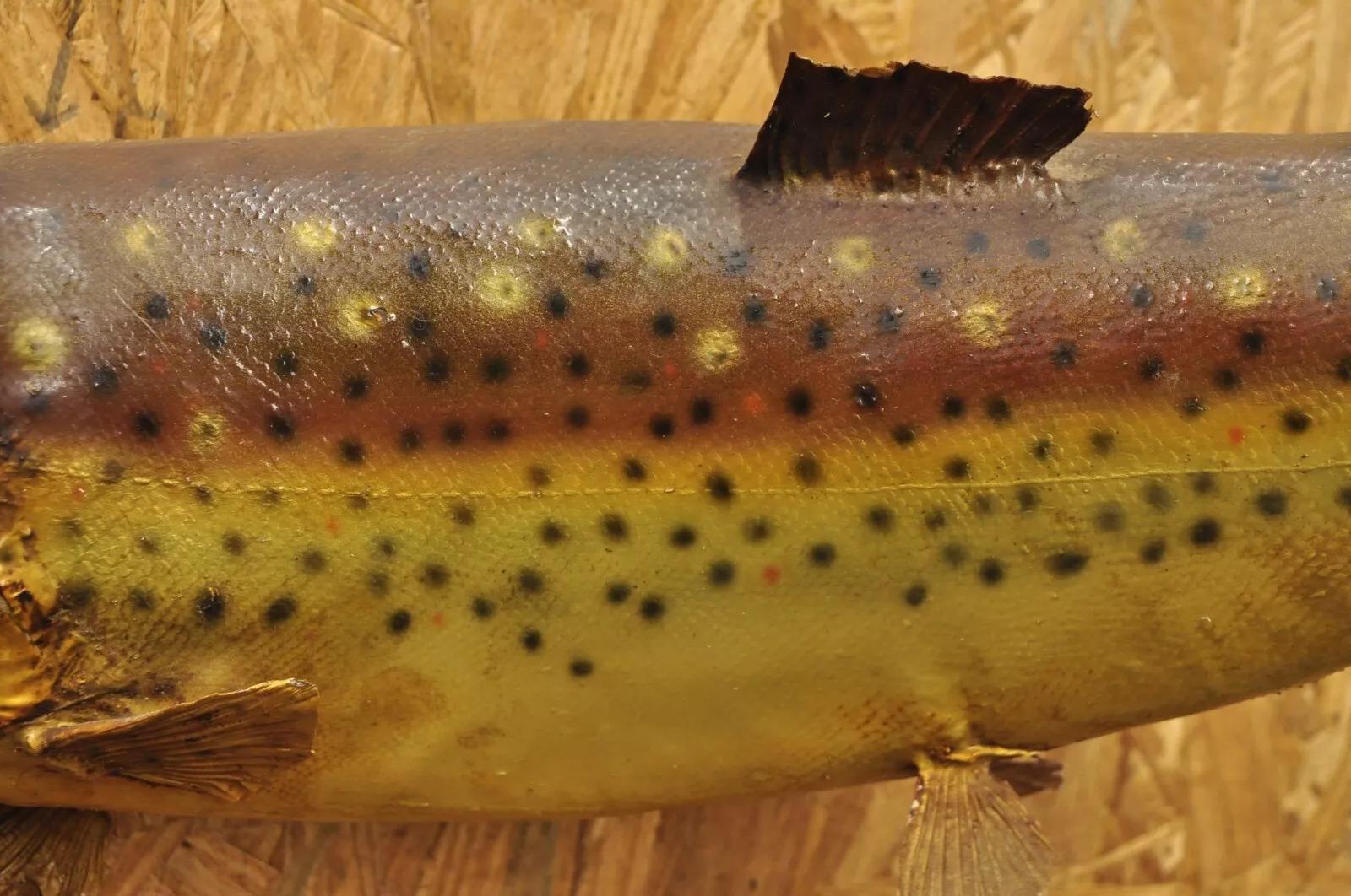 Große große Regenbogenhose Wandhalterung Taxidermie Real Skin Wanddekor, Vintage (20. Jahrhundert)