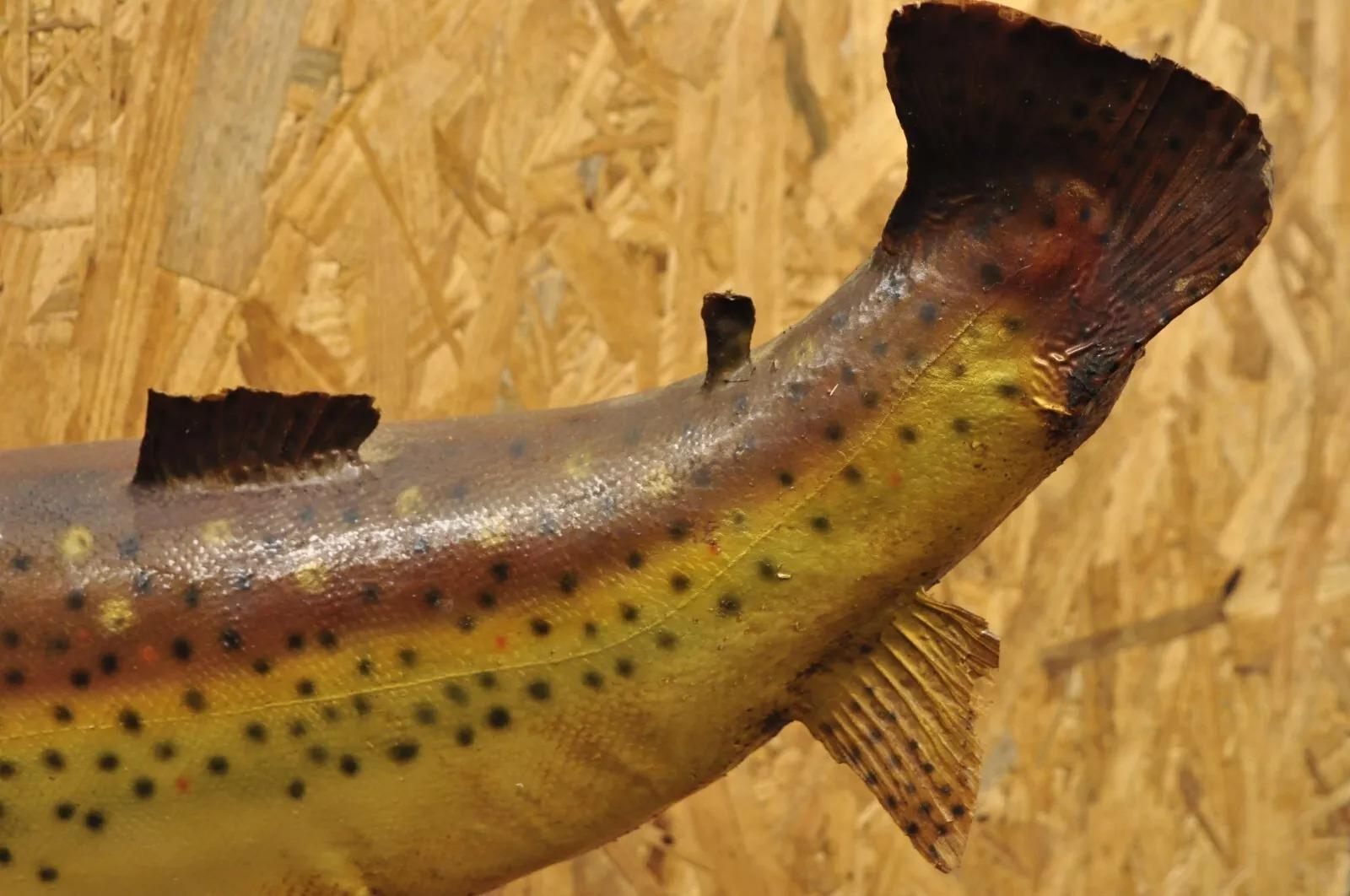 Große große Regenbogenhose Wandhalterung Taxidermie Real Skin Wanddekor, Vintage (Tierleder)
