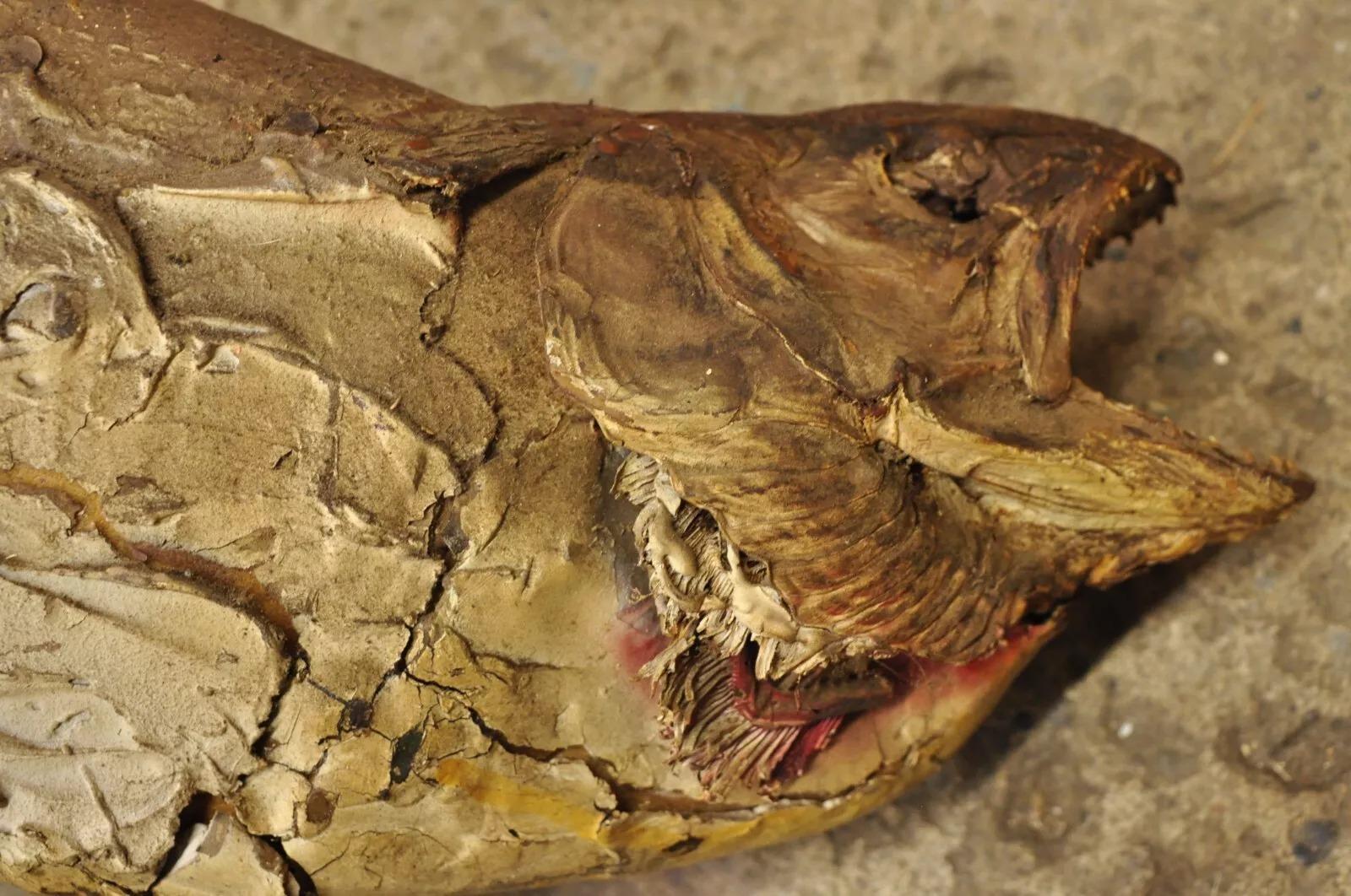 Große große Regenbogenhose Wandhalterung Taxidermie Real Skin Wanddekor, Vintage 2