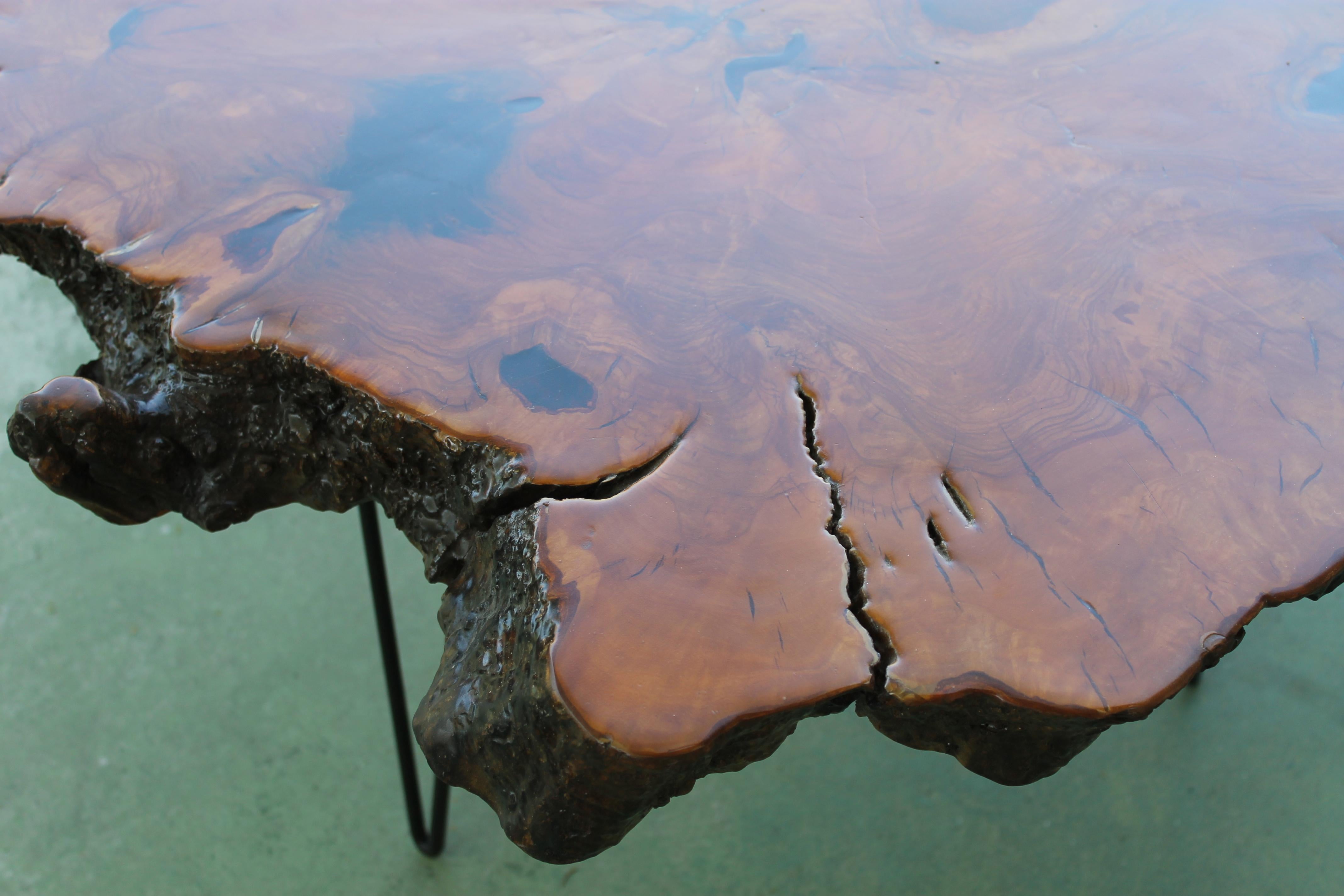 Vintage Big Sur Cypress Burl Slab Table 2