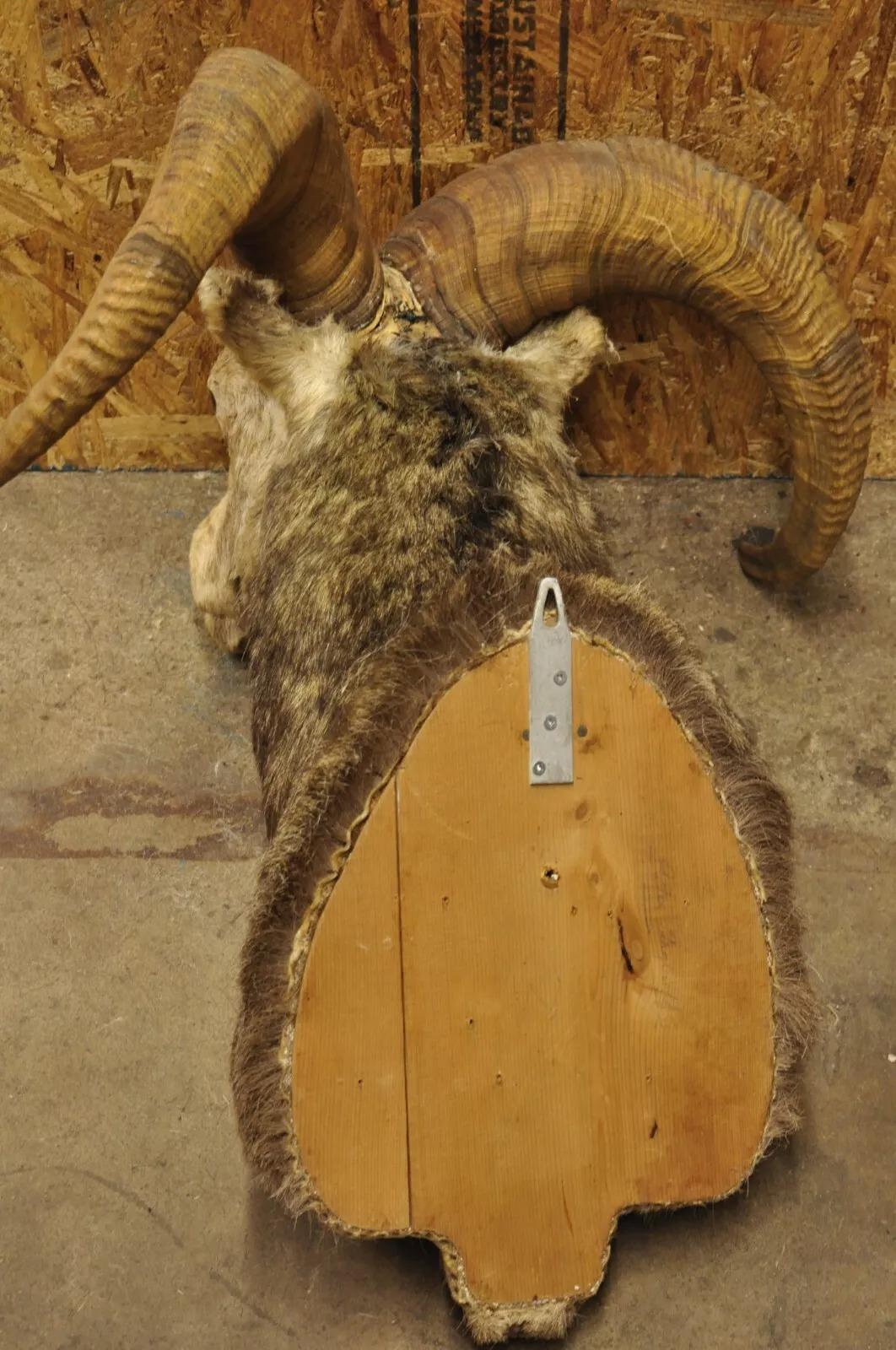 Horn Vintage Bighorn Sheep Ram Shoulder Mount Taxidermy Cabin Wall Decor