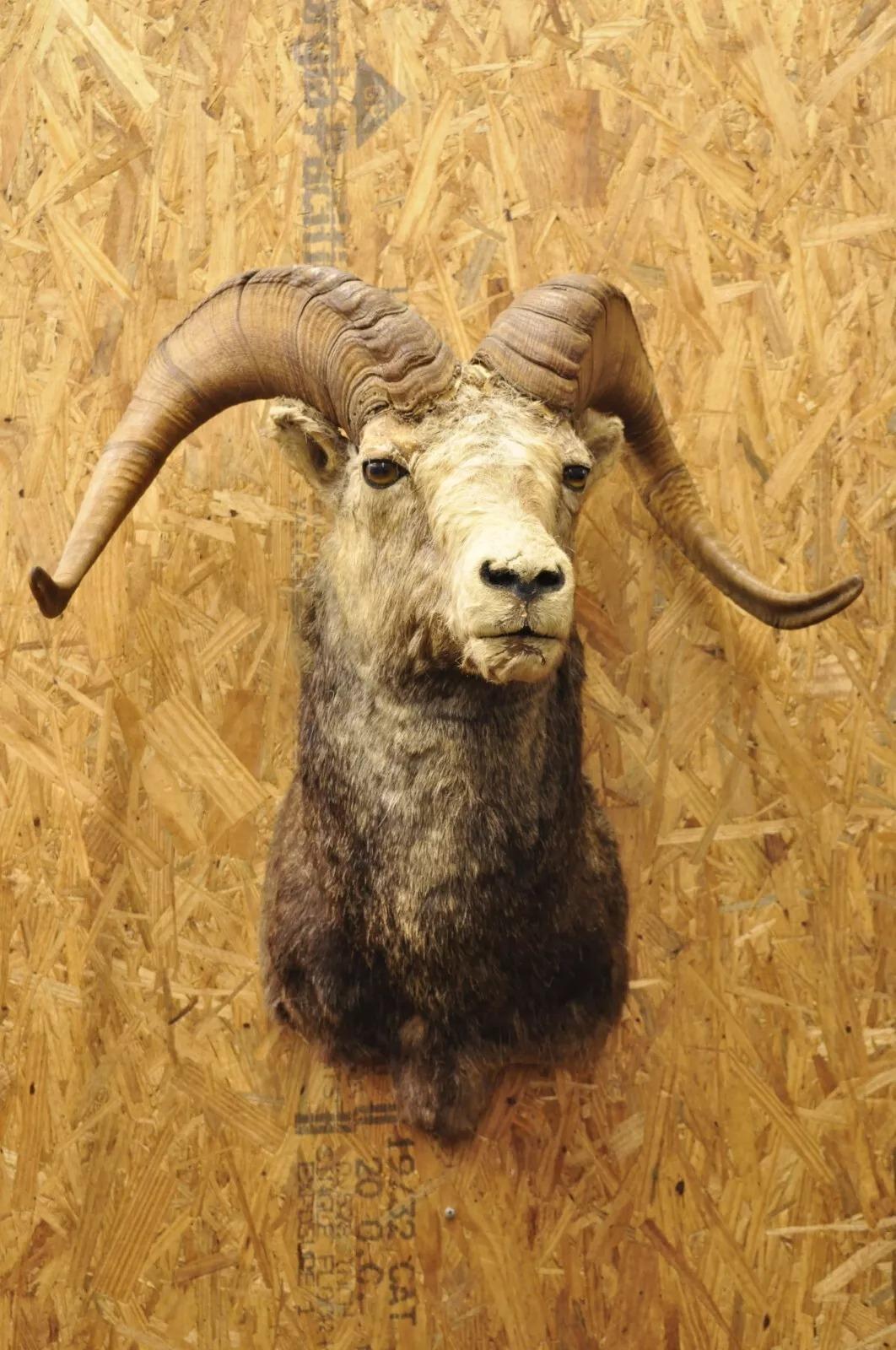 Vintage Bighorn Sheep Ram Shoulder Mount Taxidermy Cabin Wall Decor 1