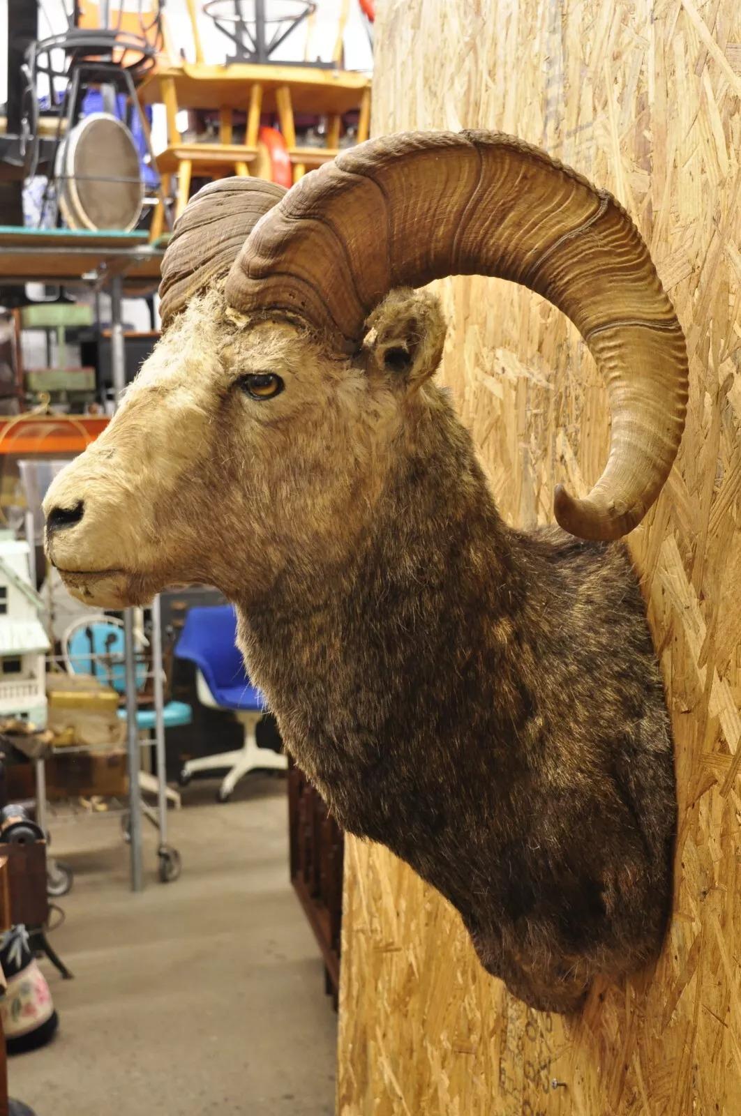 barbary sheep european mount