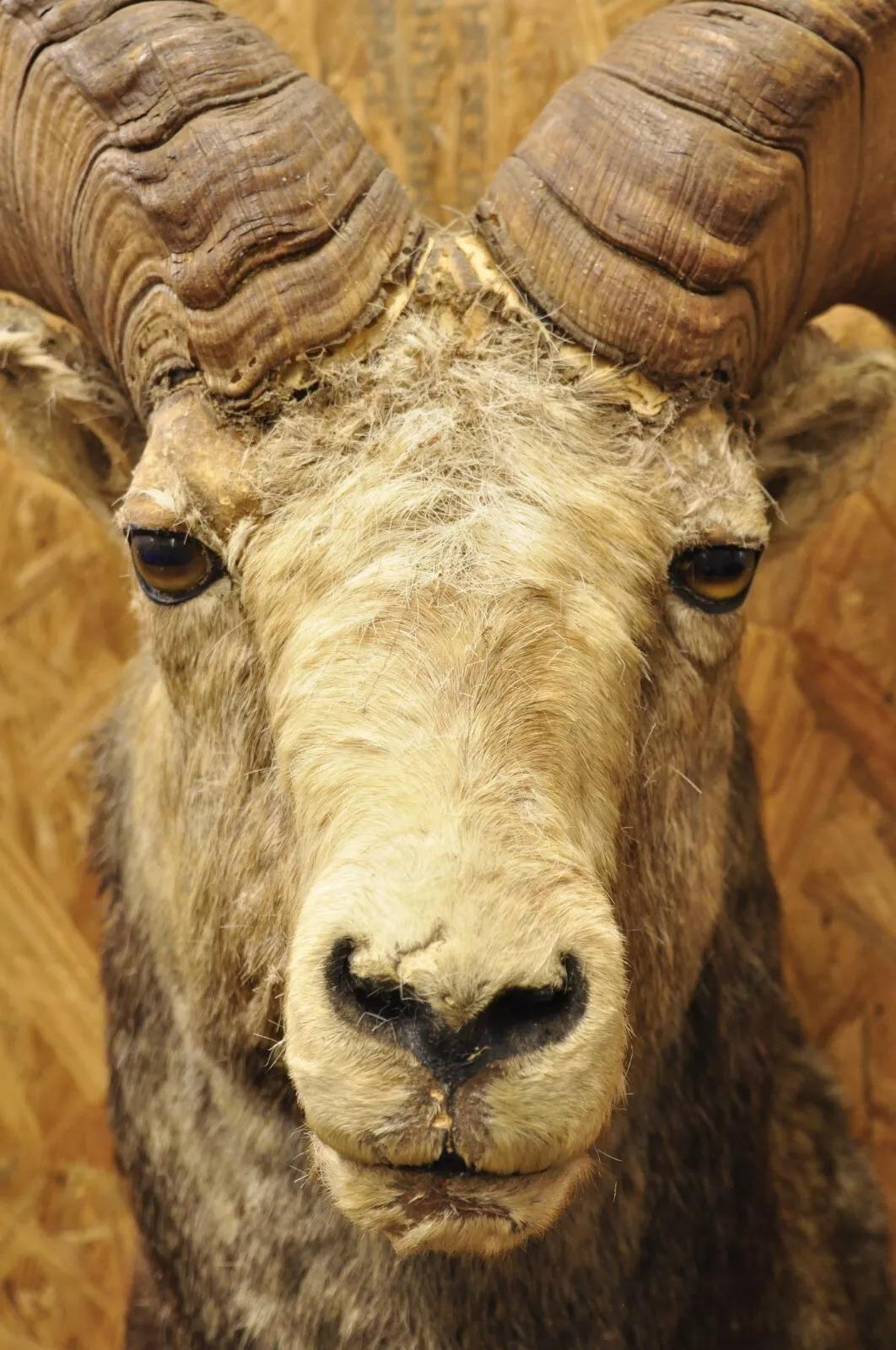 barbary sheep mount