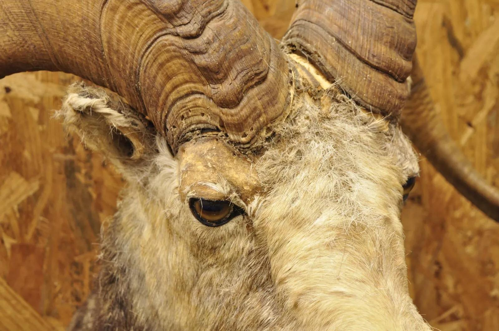 Rustic Vintage Bighorn Sheep Ram Shoulder Mount Taxidermy Cabin Wall Decor