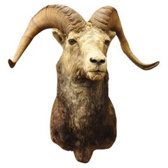 Vintage Bighorn Sheep Ram Schulter Mount Taxidermie Cabine Wanddekoration