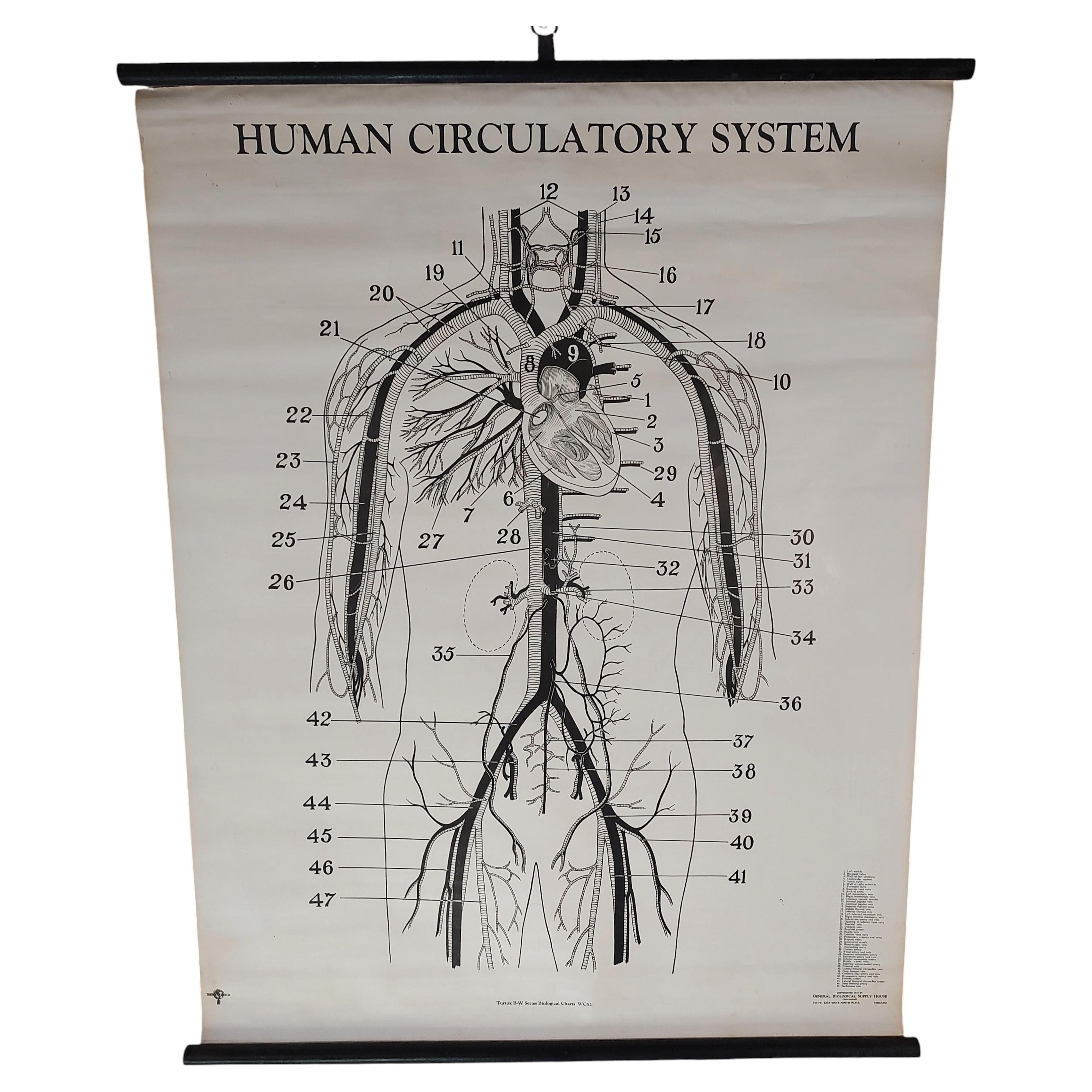 By Vintage Biological Circulatory System Chart (en anglais) en vente