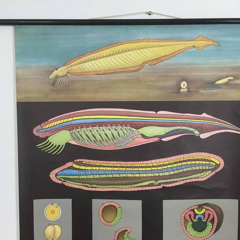 Mid-Century Modern Vintage Biology Educational Pull Down Chart by Jung Koch Quentell, Germany, 1969 For Sale