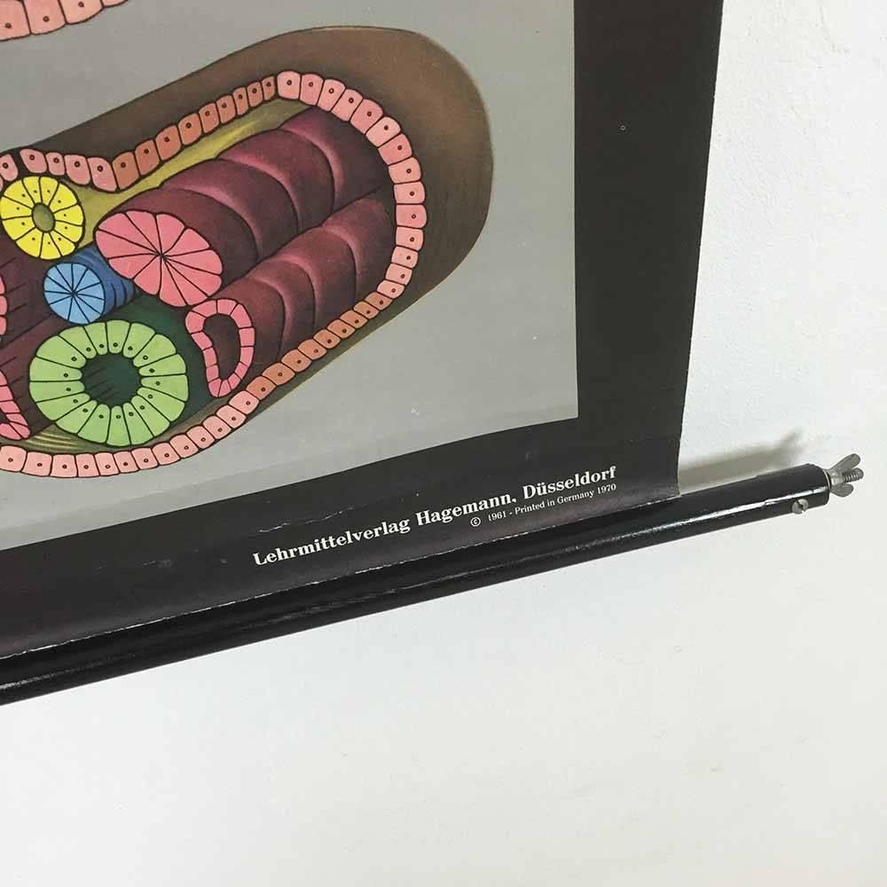 Mid-20th Century Vintage Biology Educational Pull Down Chart by Jung Koch Quentell, Germany, 1969 For Sale