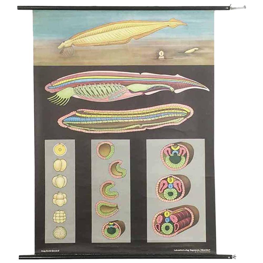 Tableau de bas de page éducatif en biologie vintage par Jung Koch Quentell, Allemagne, 1969 en vente