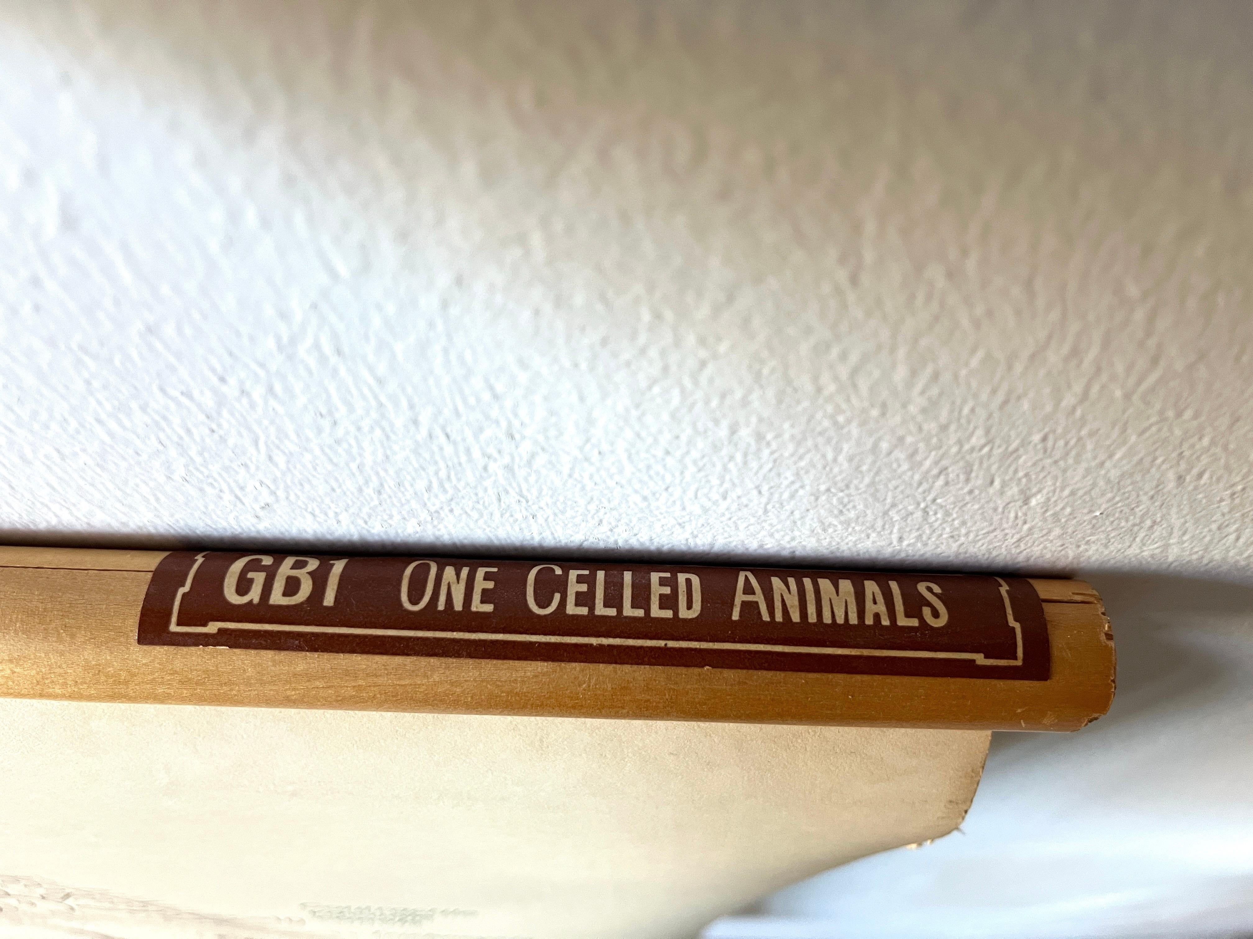 Vintage Biology Scientific Educational Chart, Denoyer-Geppert One-Celled Animals For Sale 3