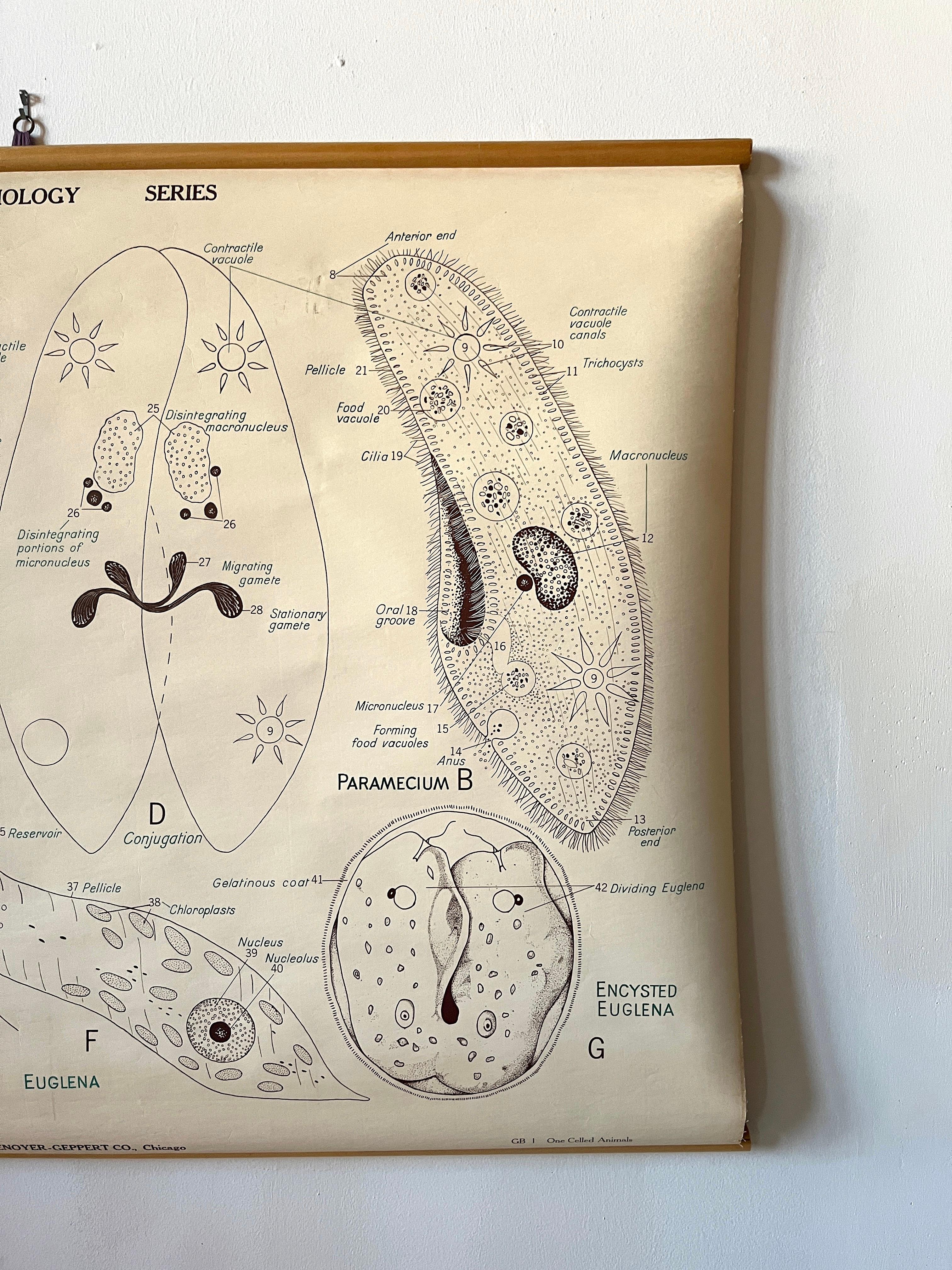 Original vintage poster from Denoyer-Geppert's General Biology Series, poster GB 1 of One-Celled Animals. These educational charts were used in schools for science classes and built to last. It includes black and white graphic illustrations and