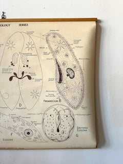Vintage Biology Scientific Educational Chart, Denoyer-Geppert One-Celled Animals