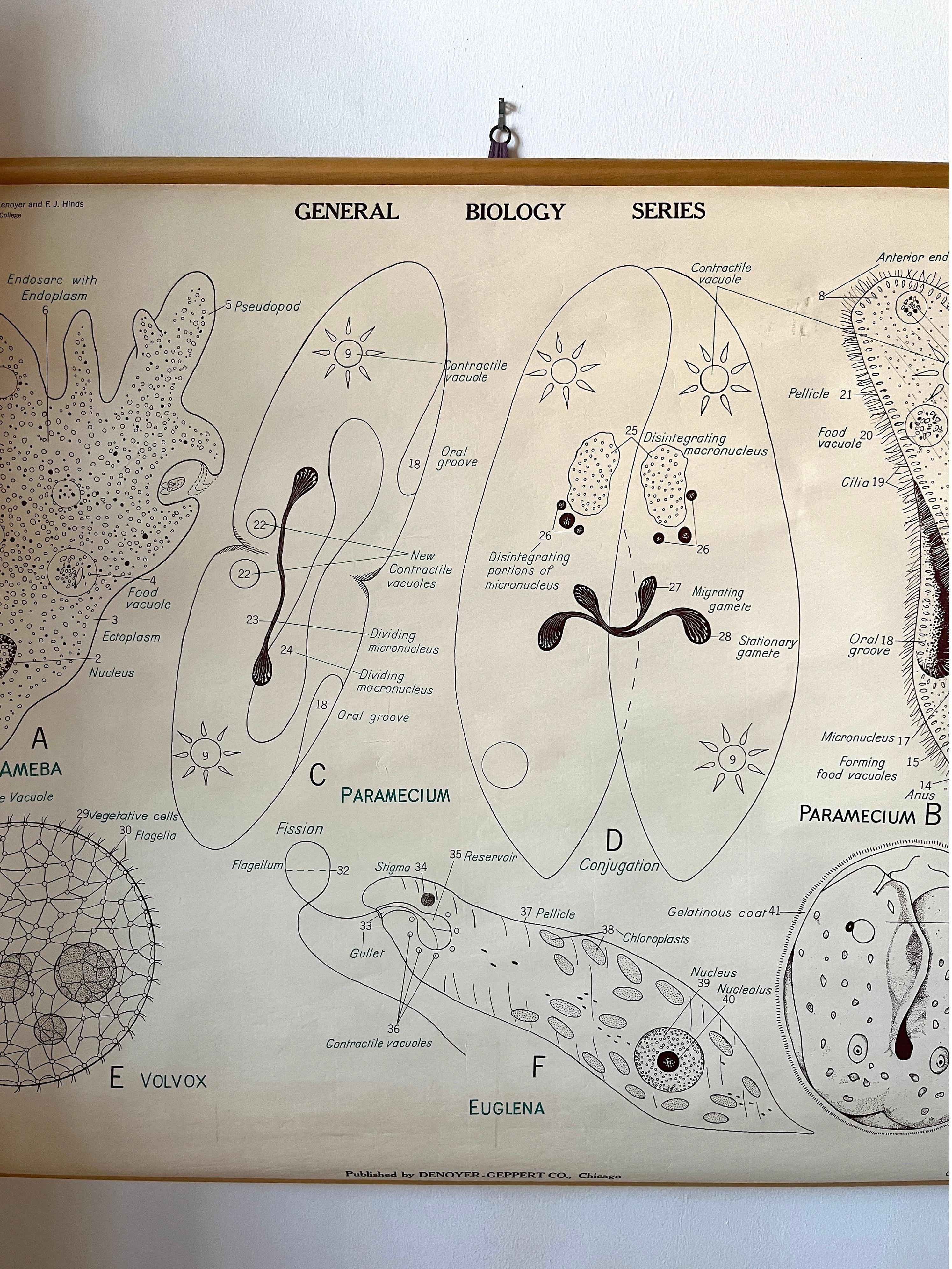 Mid-Century Modern Vintage Biology Scientific Educational Chart, Denoyer-Geppert One-Celled Animals For Sale