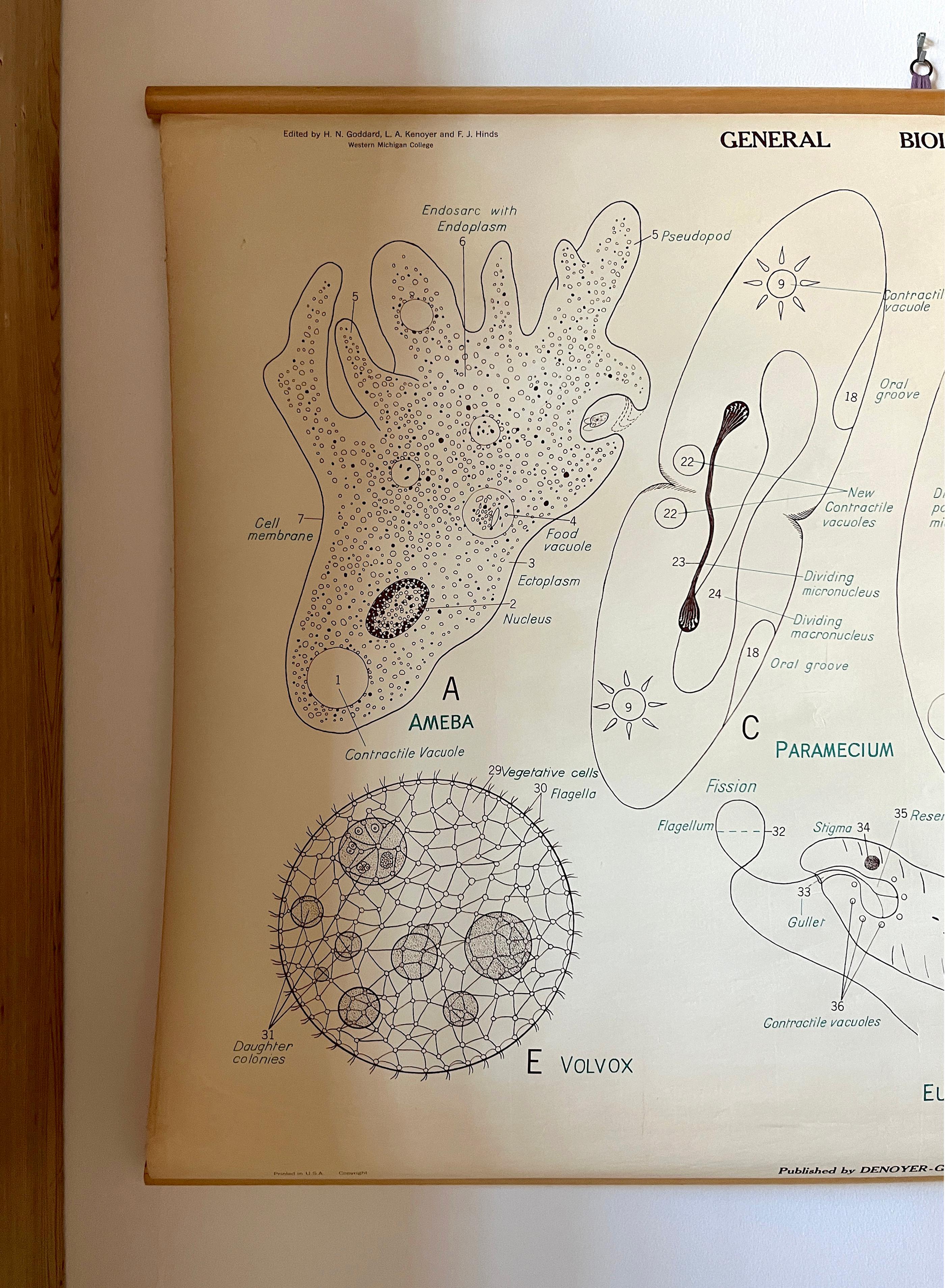 American Vintage Biology Scientific Educational Chart, Denoyer-Geppert One-Celled Animals For Sale