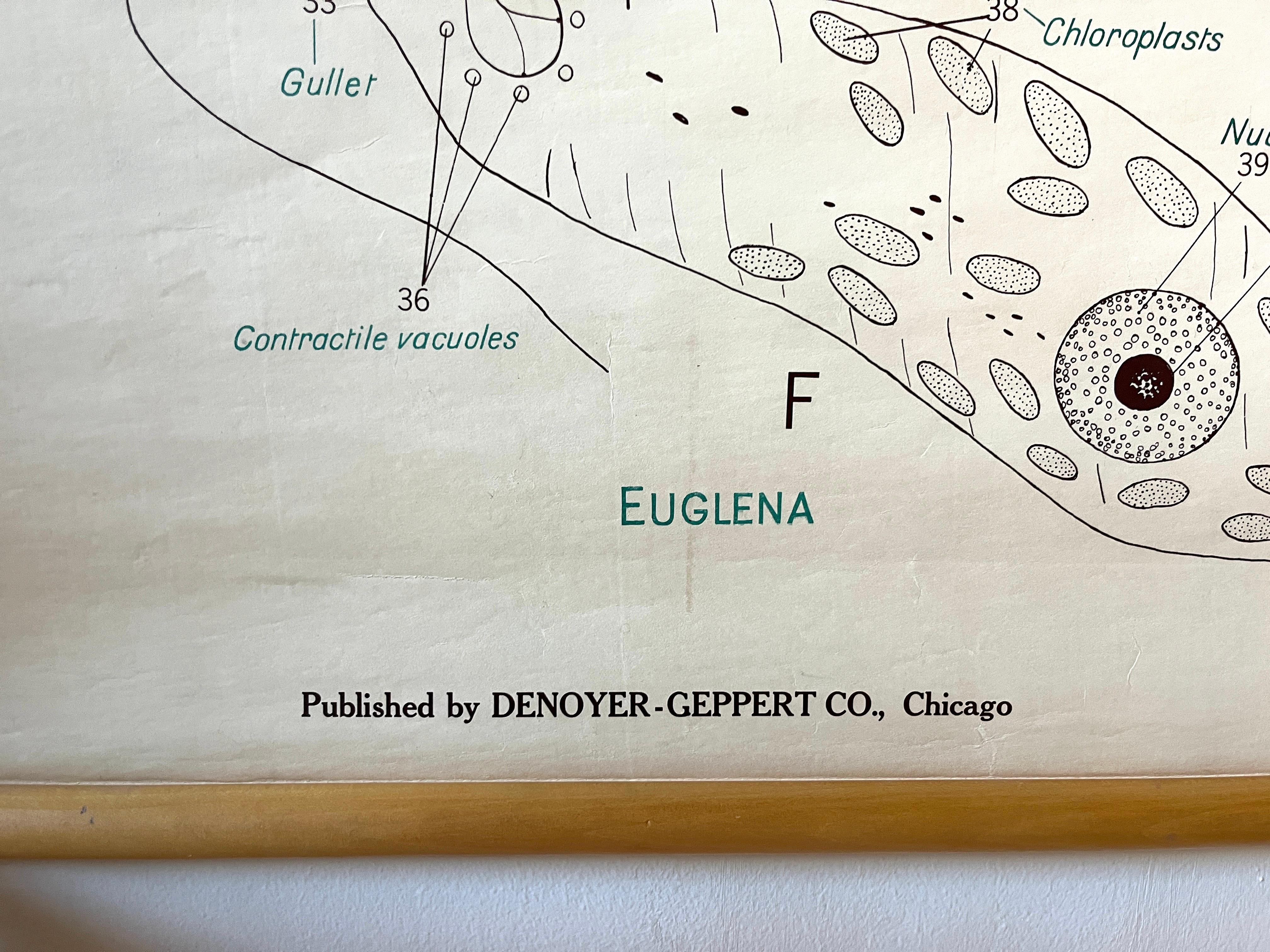 Canvas Vintage Biology Scientific Educational Chart, Denoyer-Geppert One-Celled Animals For Sale