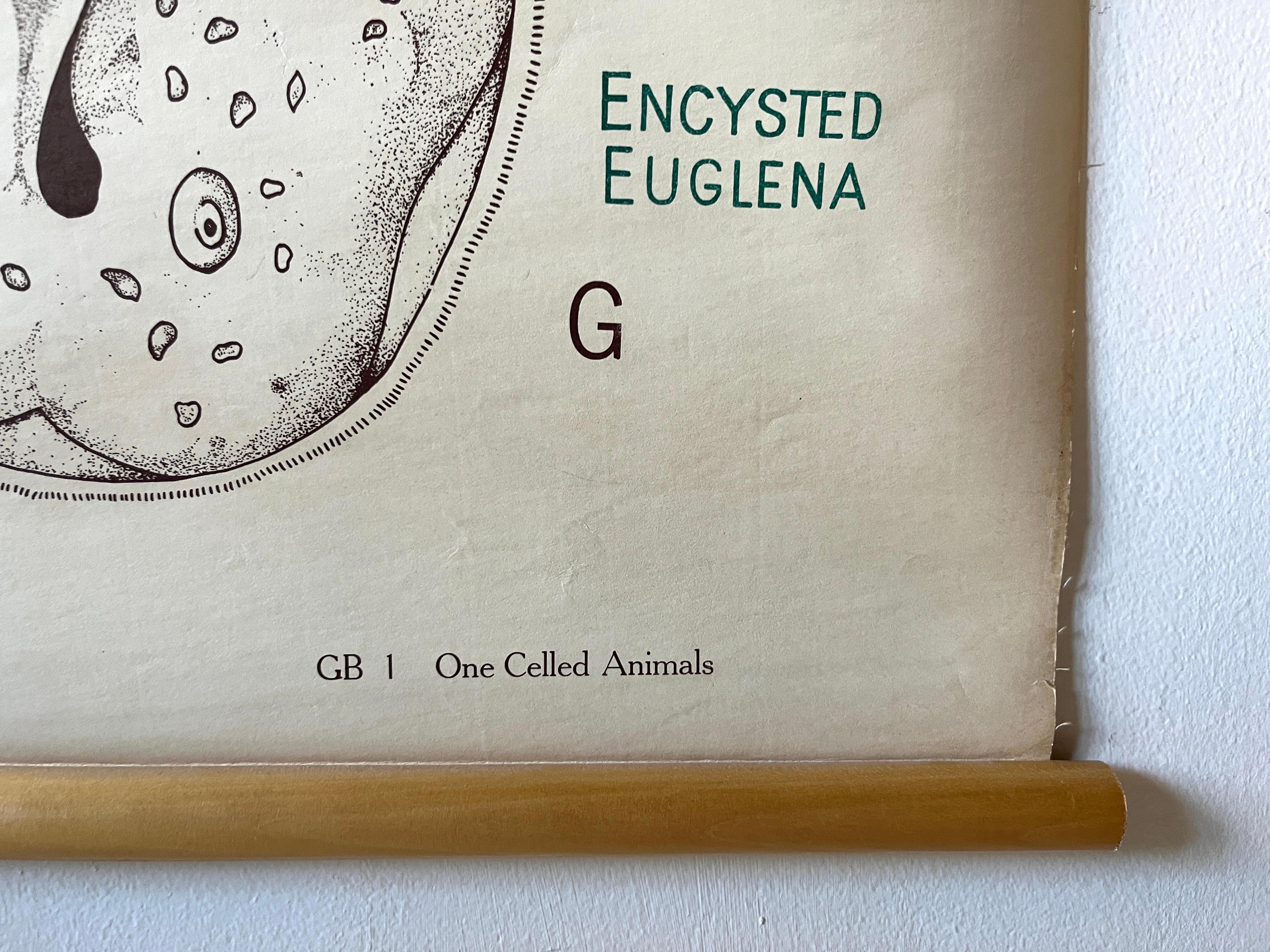 Vintage Biology Scientific Educational Chart, Denoyer-Geppert One-Celled Animals For Sale 1