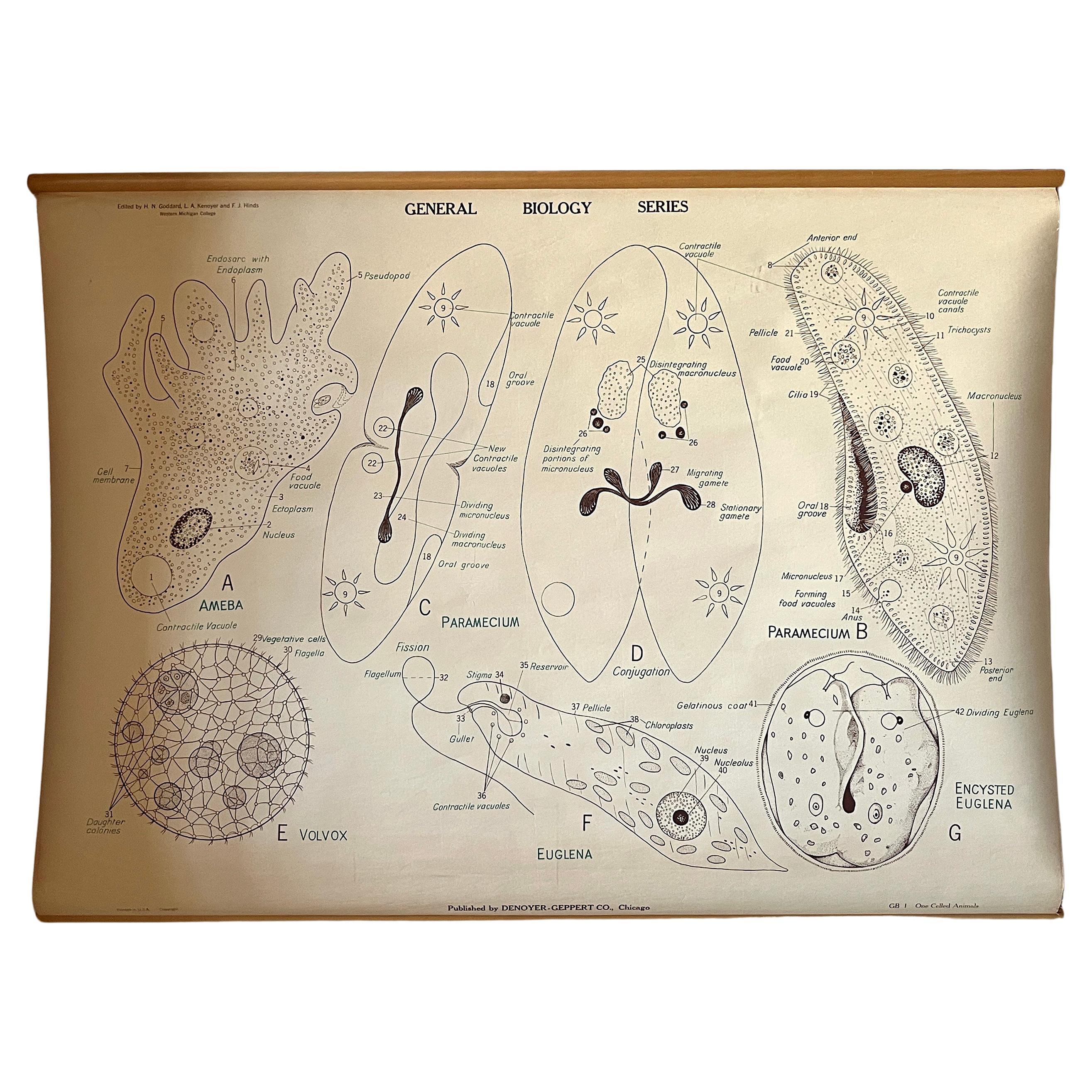 Vintage Biology Scientific Educational Chart, Denoyer-Geppert One-Celled Animals For Sale