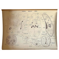 Vintage Biology Scientific Educational Chart, Denoyer-Geppert One-Celled Animals