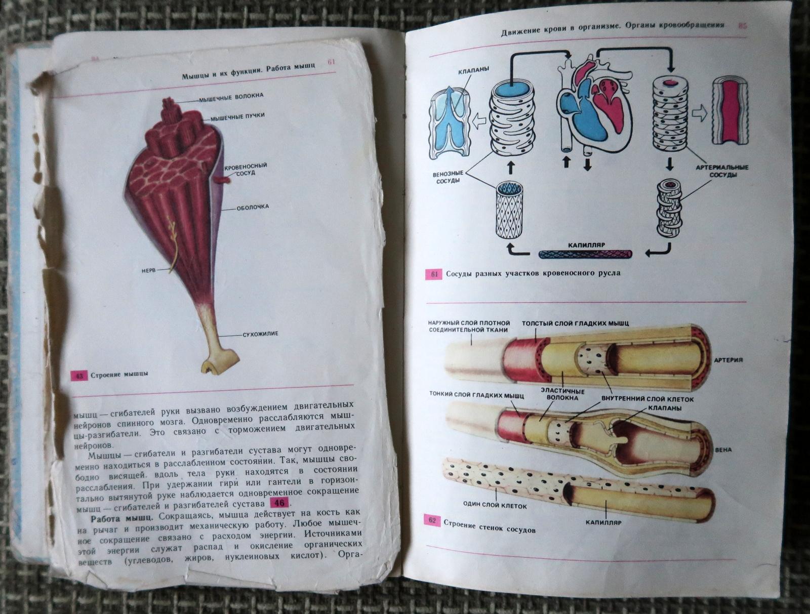 Vintage Biology Textbook: 9th Grade, Circa 1994 - in Russian, 1J127 For Sale 1